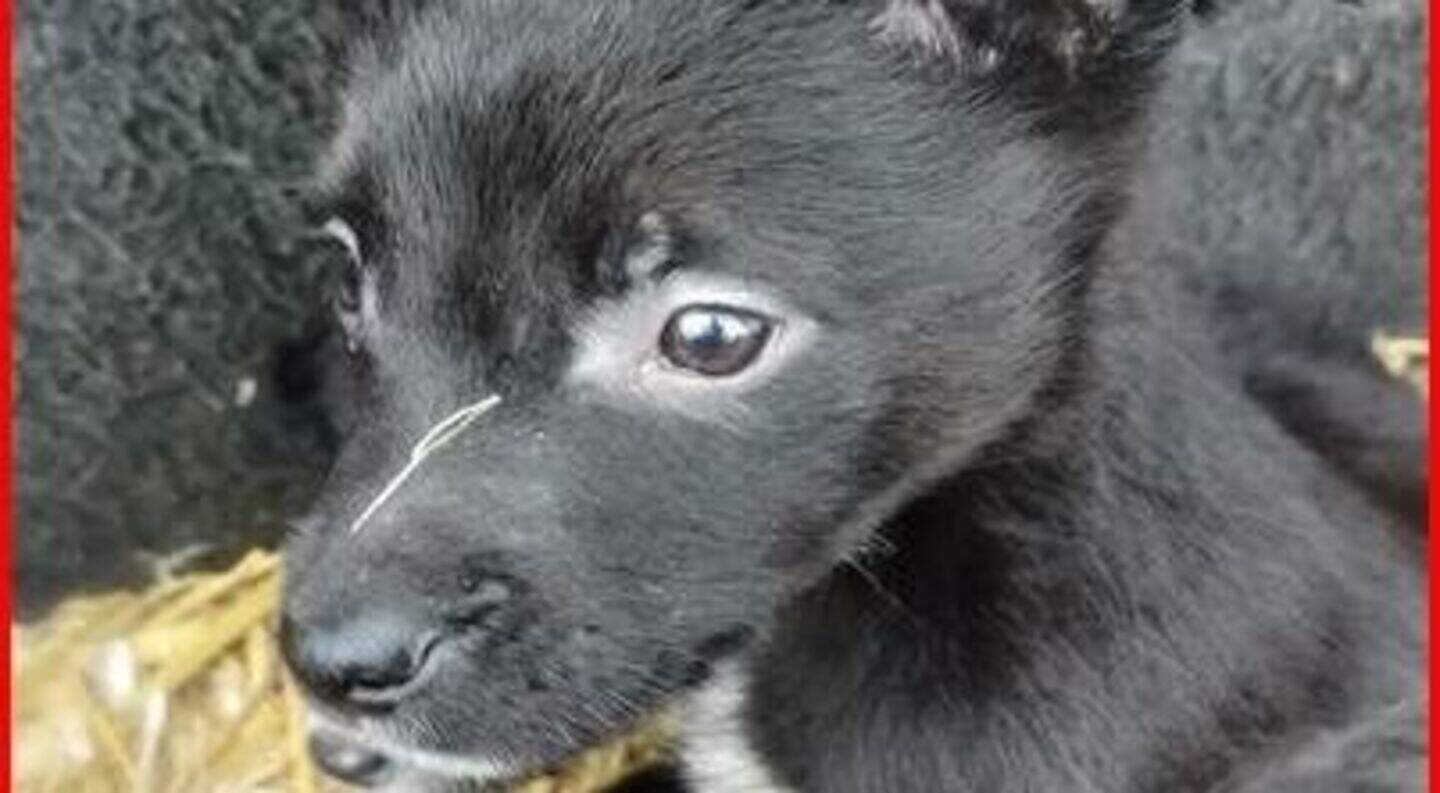 Gradi Dog Gardai hailed for another great dog rescue as puppies rescued from ...