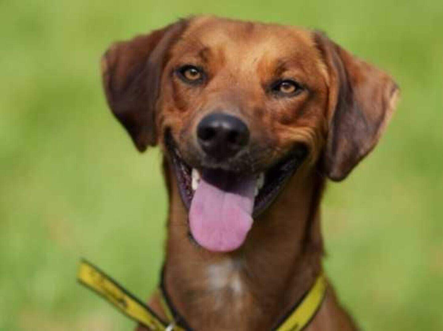 Dogs Trust Ireland rescue pup saves snoozing family from house fire ...