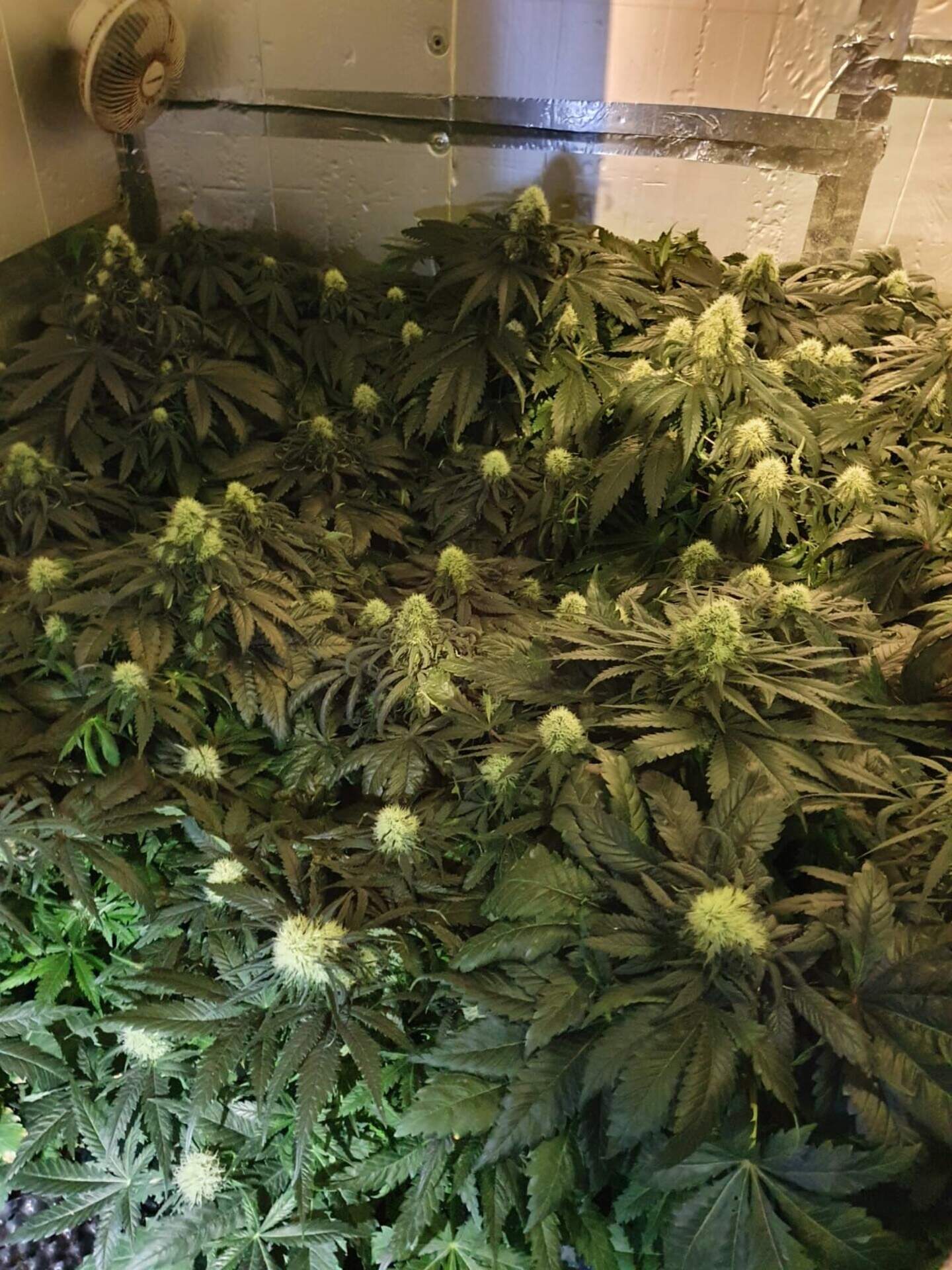 Man charged after gardai seize €40,000 of cannabis herb and plants ...