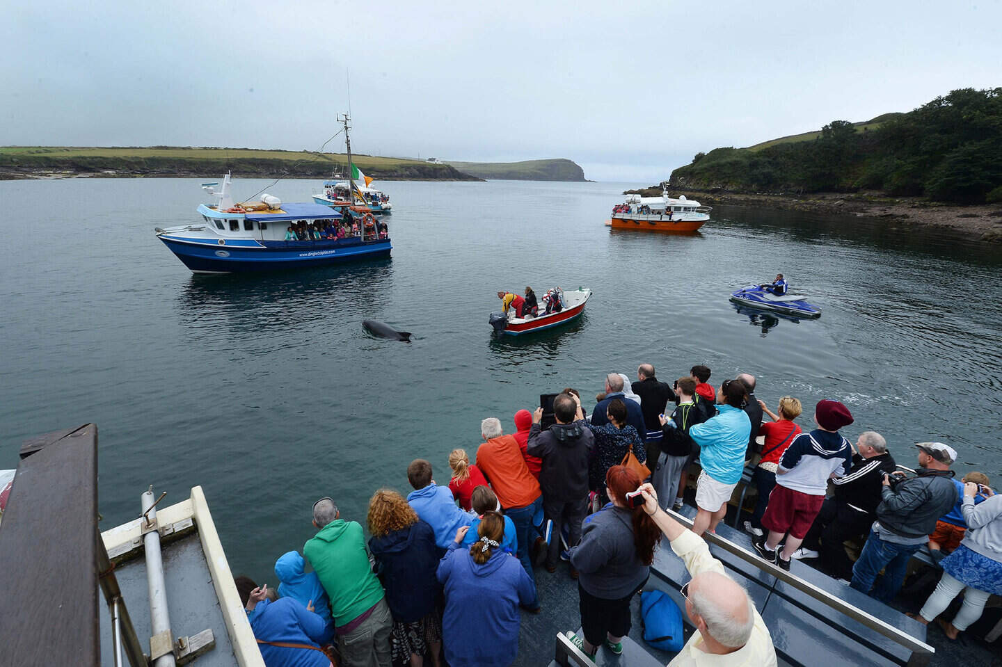 Dingle locals speak of their devastation at the loss of Fungie the ...