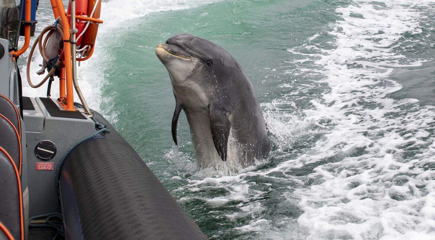 Dingle devastated as search boats and divers fail to find Fungie in his ...