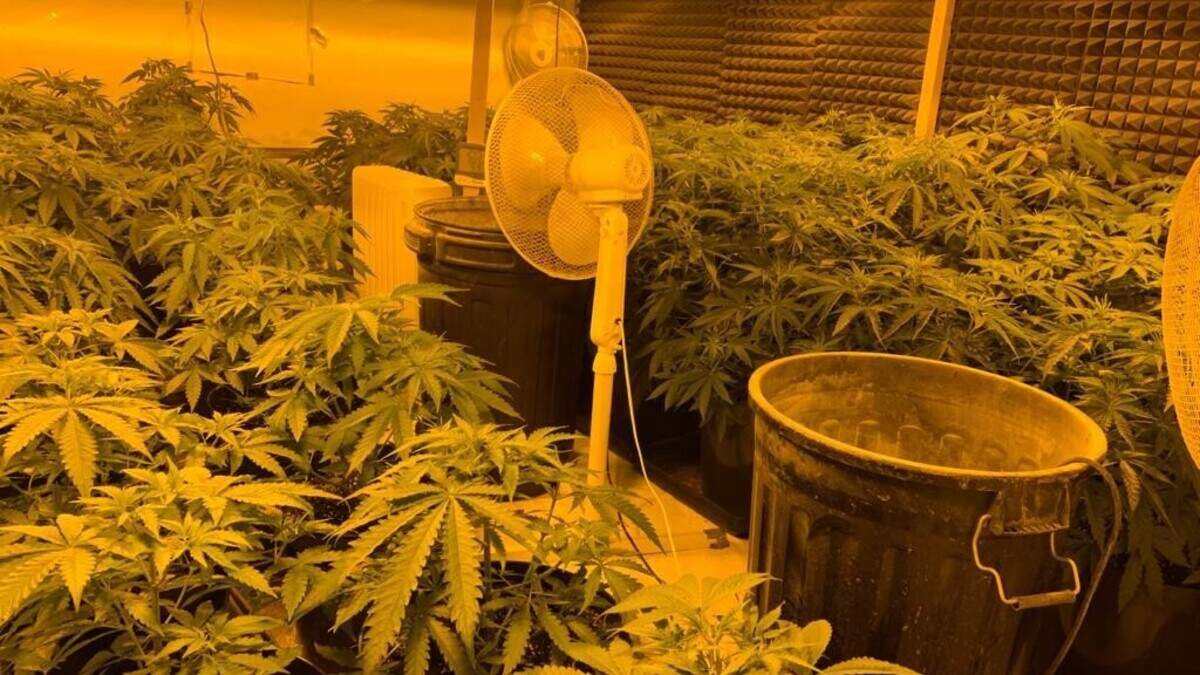 Two arrested after gardai seize 130 cannabis plants worth over €200K at ...