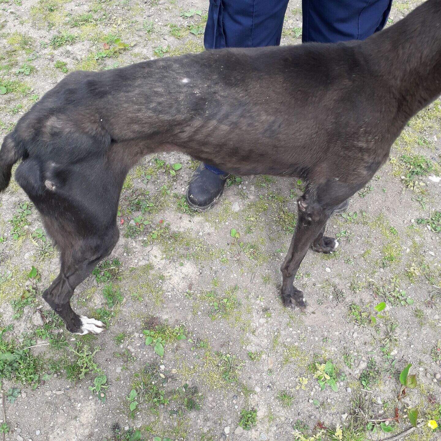 Man jailed for keeping dogs locked in kennels with no access to water ...