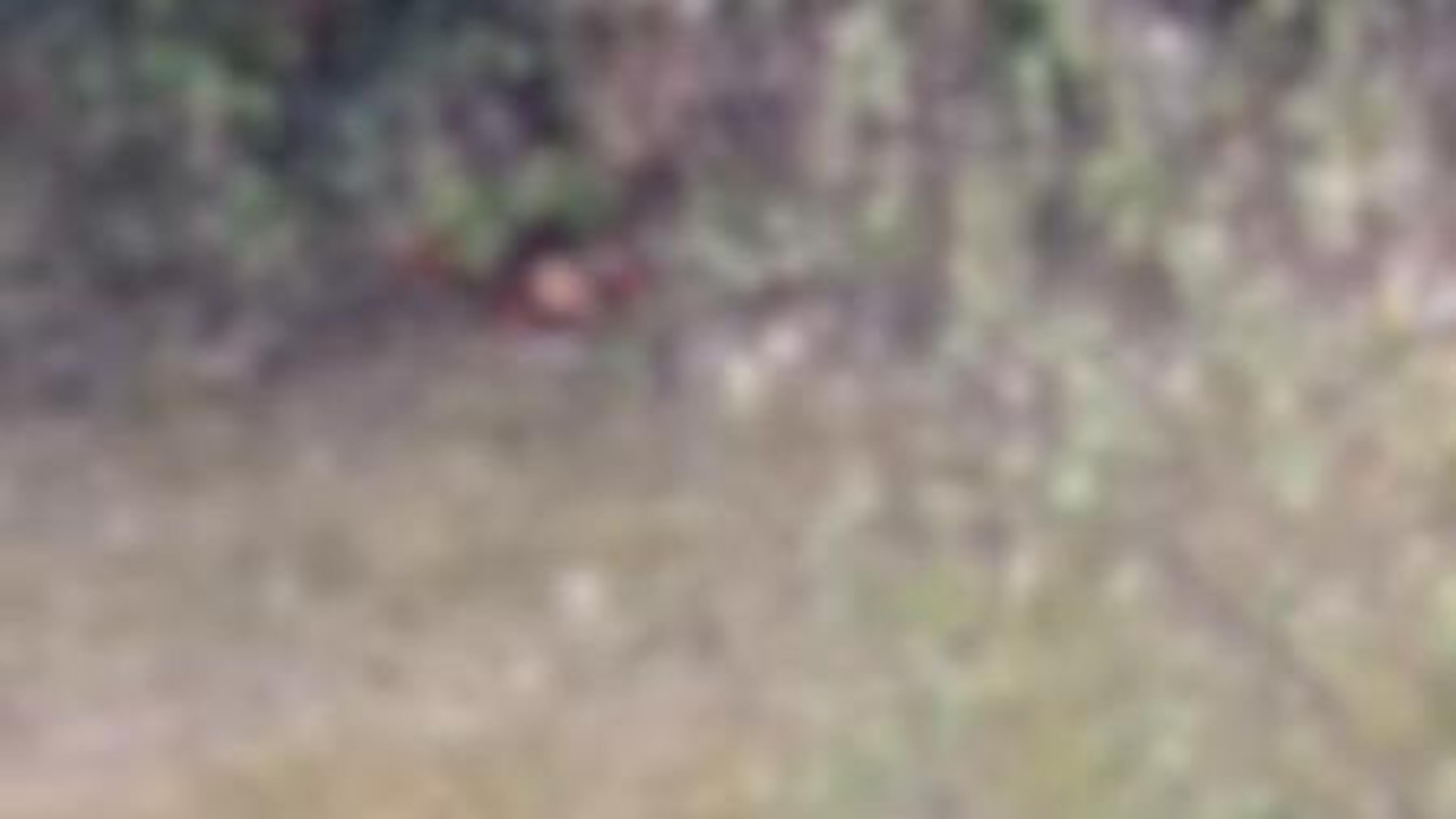 Fury over video showing man being subjected to series of attacks in south Dublin park