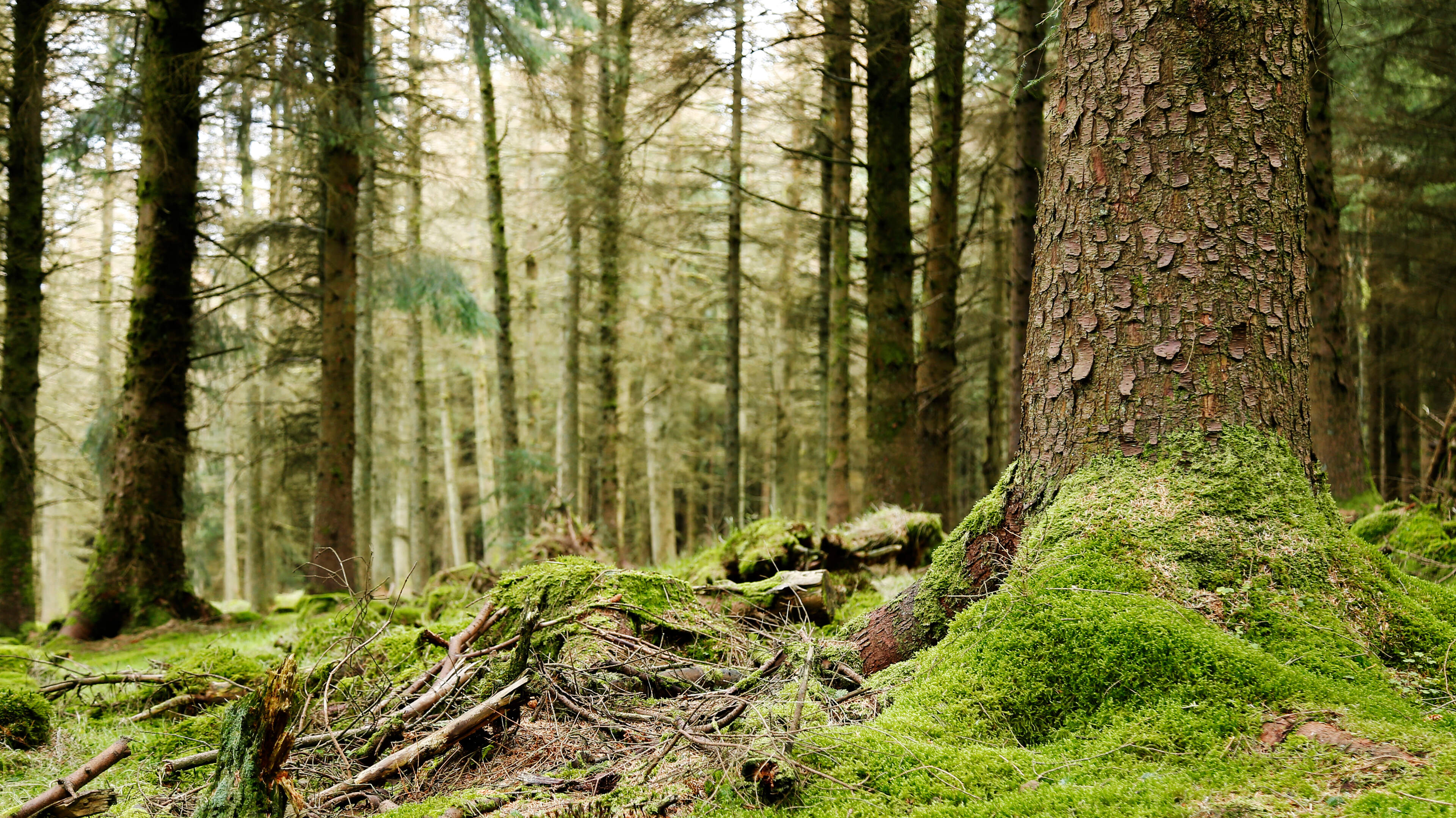 Farmer who ‘wiped out’ over nine acres of woodland did so for ‘profit’, says Judge