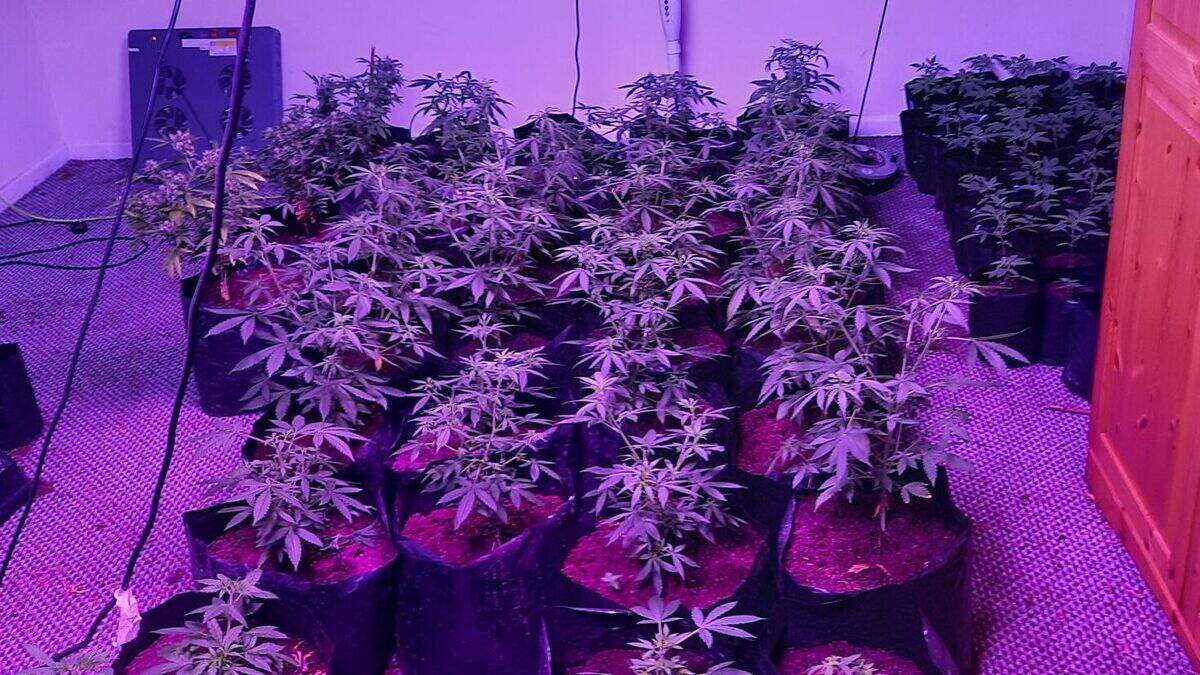 Man arrested after police seize £50k of cannabis plants from Derry ...