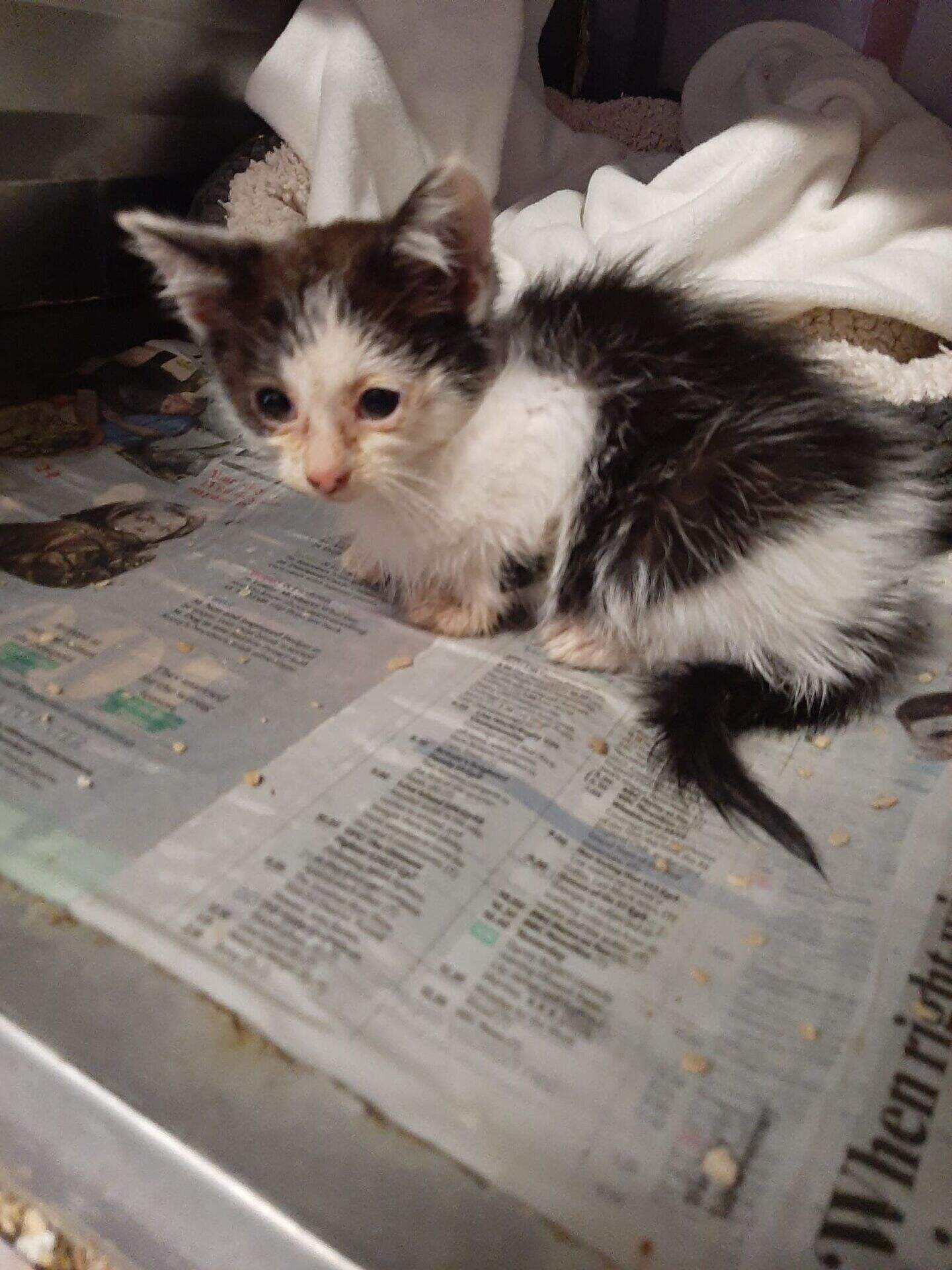 Louth SPCA: Kittens ‘lucky to be alive’ after being thrown from car and ...