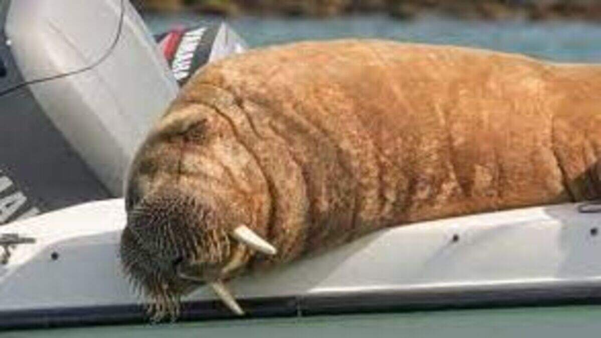 Expert says making floating ‘sofa’ for Wally the walrus will only ...