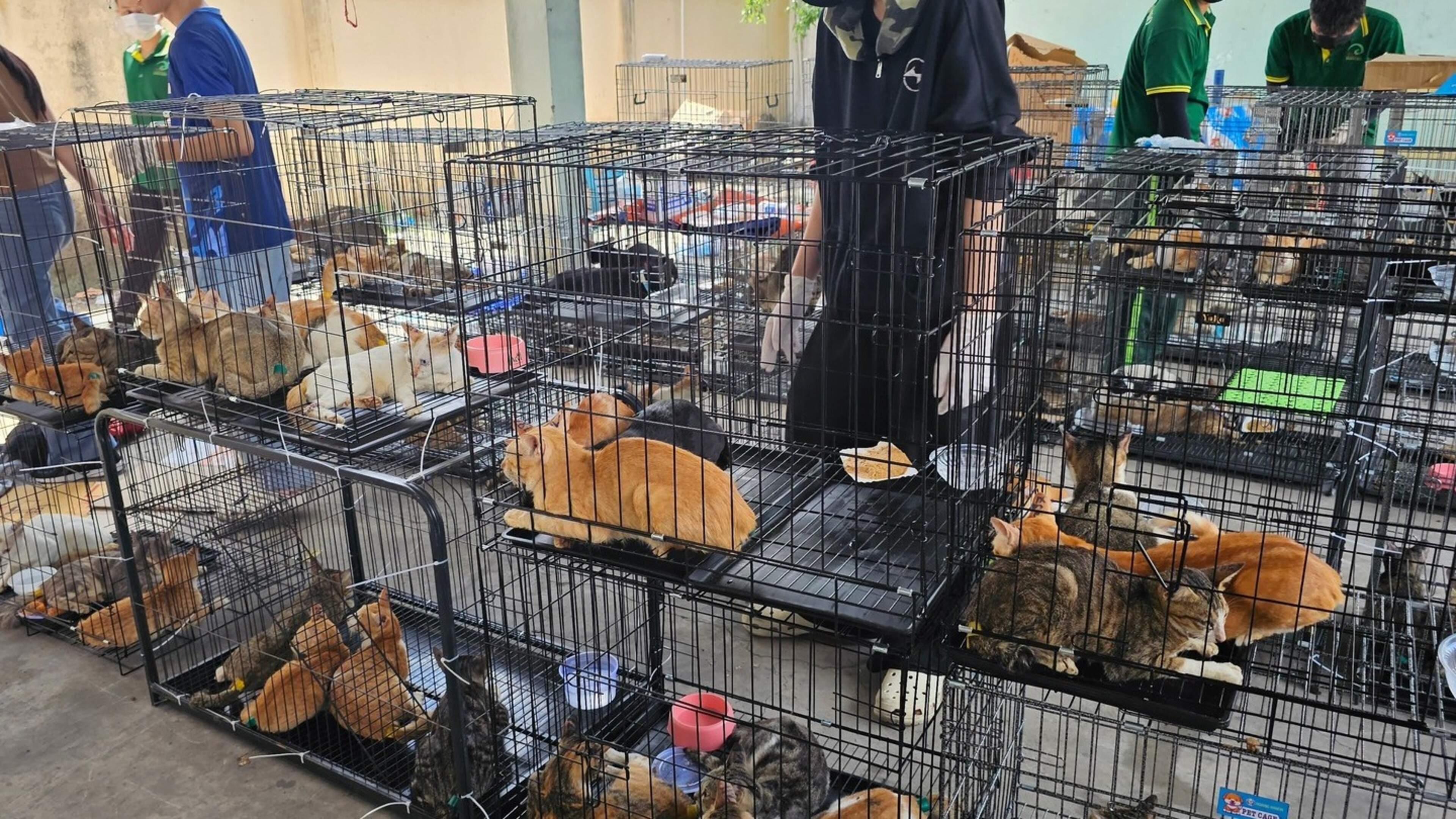 Cops save hundreds of cats from slaughter in major bust of cat meat crime ring