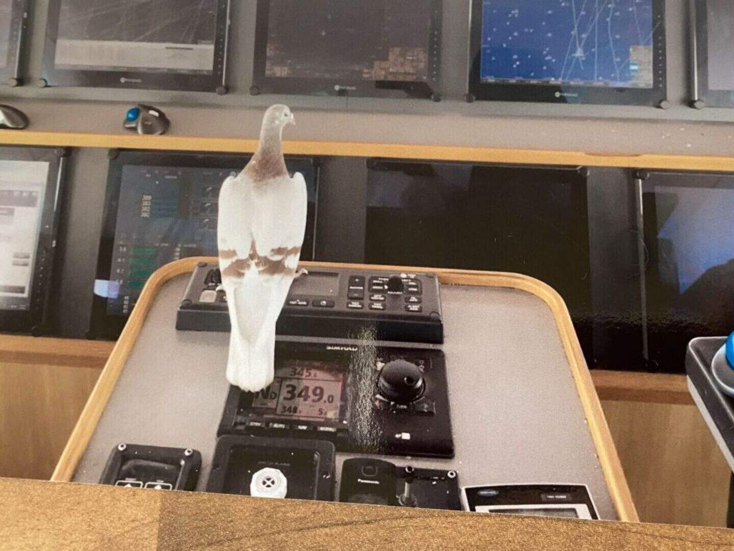 'Cheeky' racing pigeon 'Lady Ann' hitches ride home to Ireland on ...