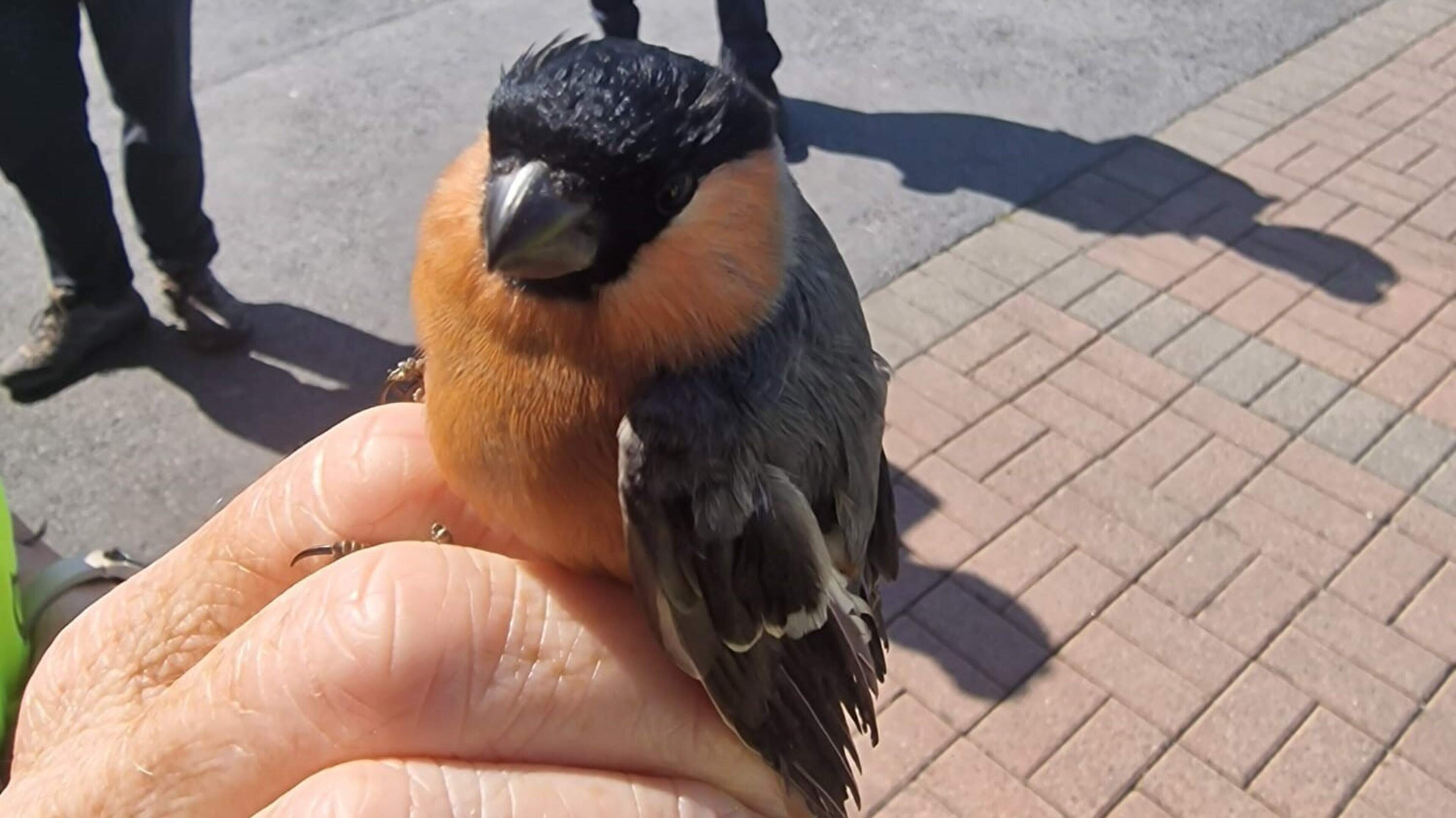 Garda operation targets illegal trapping and possession of wild birds in Limerick
