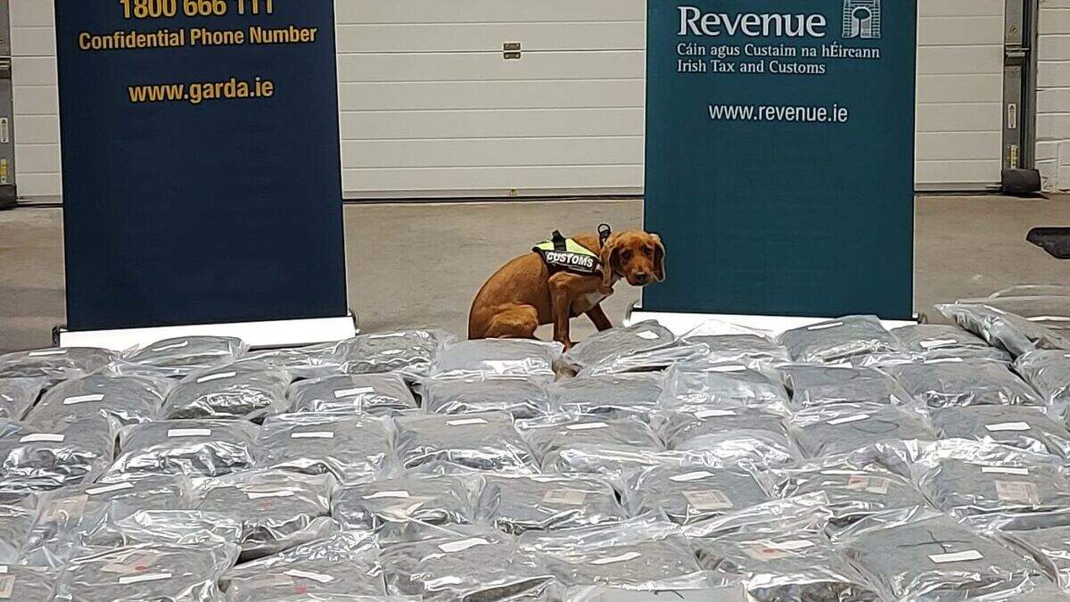 Port of Cork: Man arrested after cannabis worth €2.1m seized in Cork ...