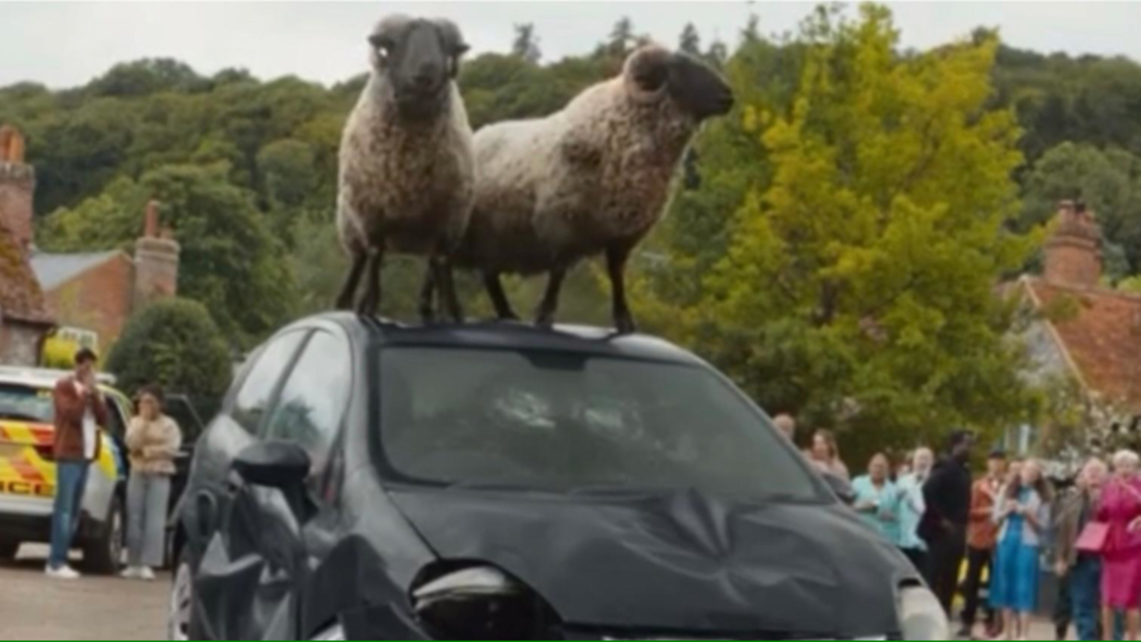The Sheep Detectives movie trailer | Crime World