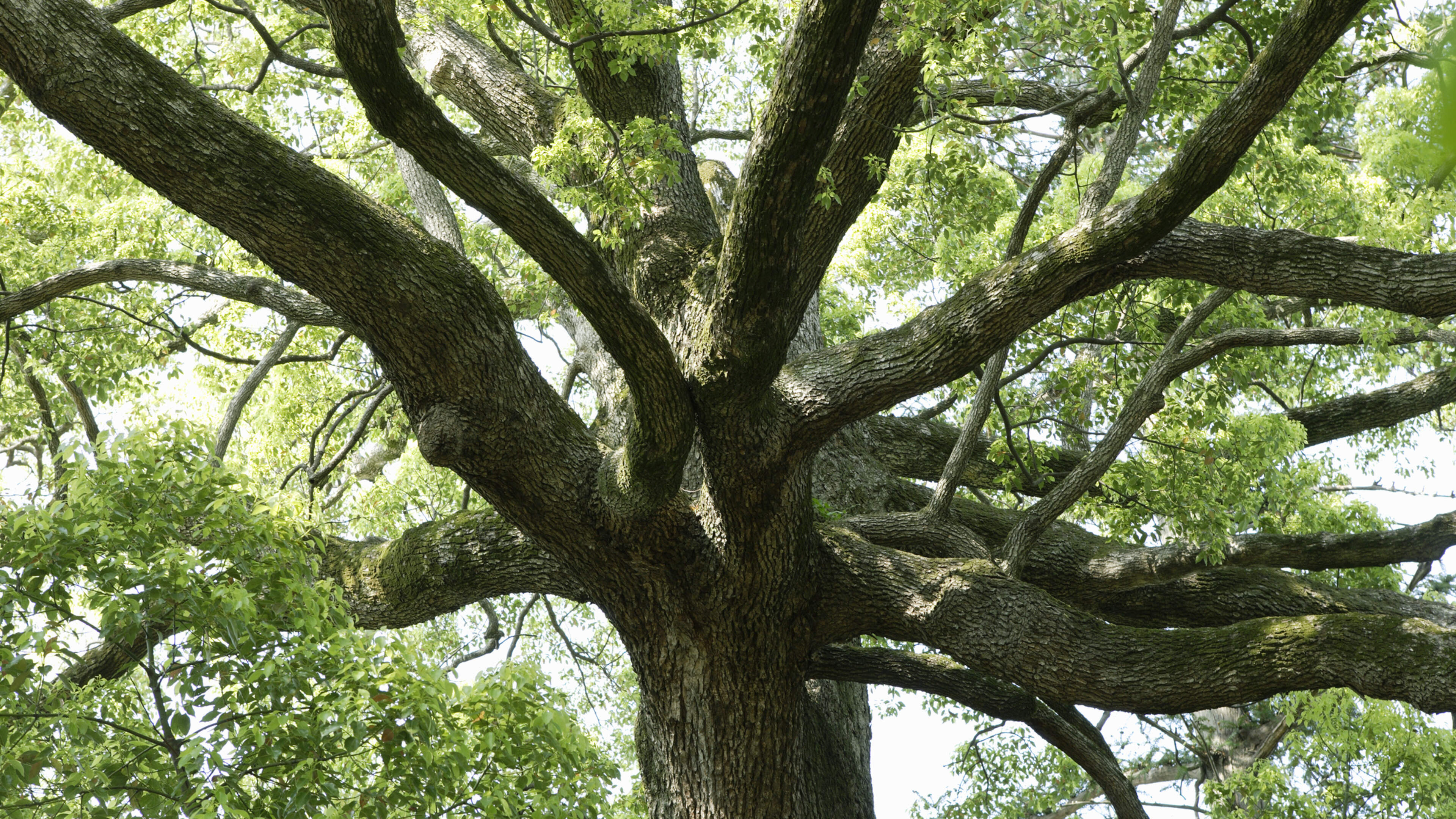 Dublin landscaper sentenced for beating female relative with tree branch during family row