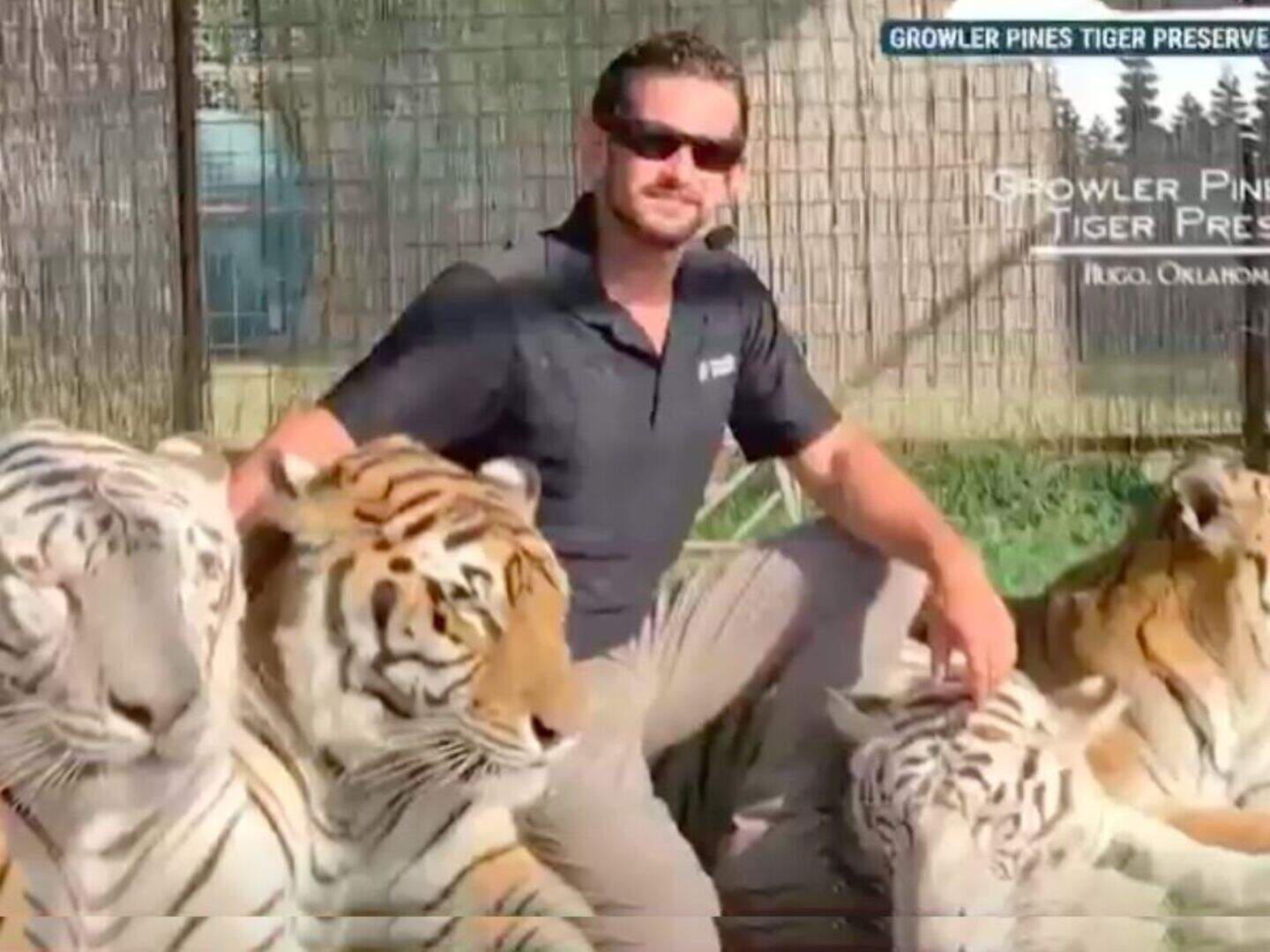 Growler Pines Tiger Preserve: Horrified family witness ...