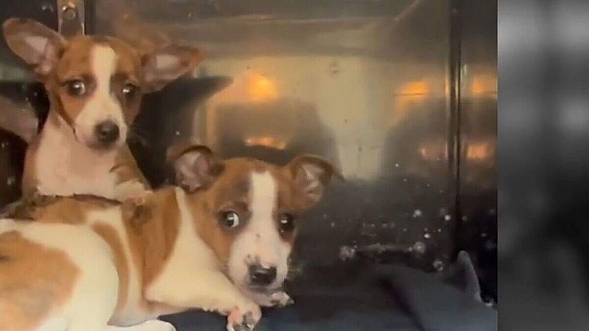 DSPCA shares video of rescued pups enjoying new lease of life | Crime World