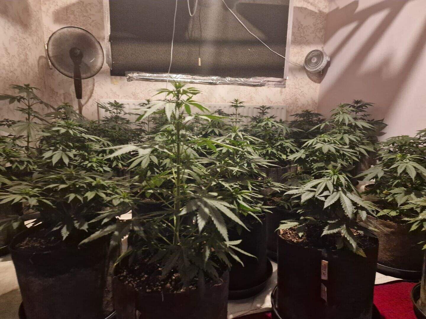 Two arrested after growhouse and cannabis worth €105,000 seized in ...
