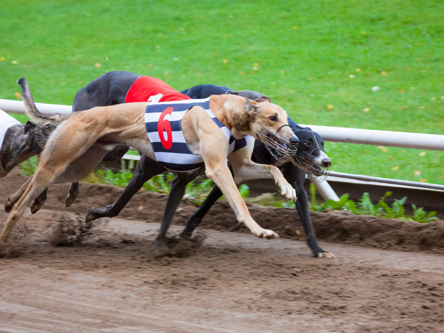 Shelbourne Park set to continue hosting greyhound racing for another 30 ...