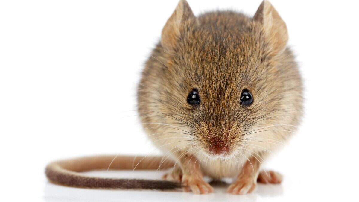 Hundreds of thousands of mice killed in botox experiments in Ireland ...