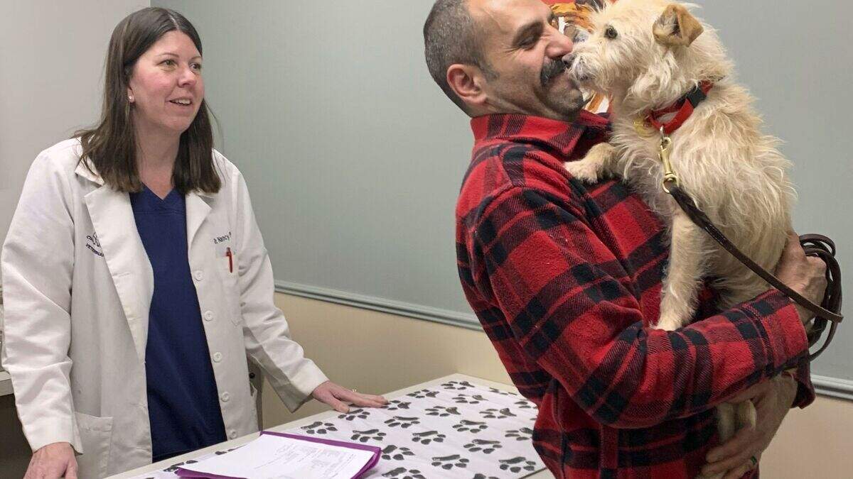 Dog missing for nine months is reunited with owner after being found 3 ...