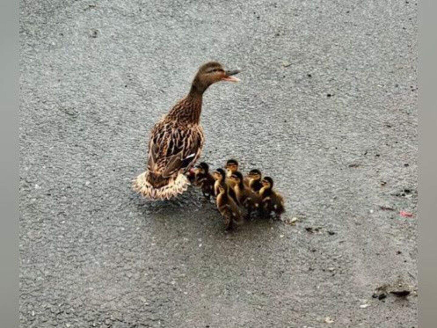 Hero gardaí close motorway saving lives of duck family waddling in fast ...