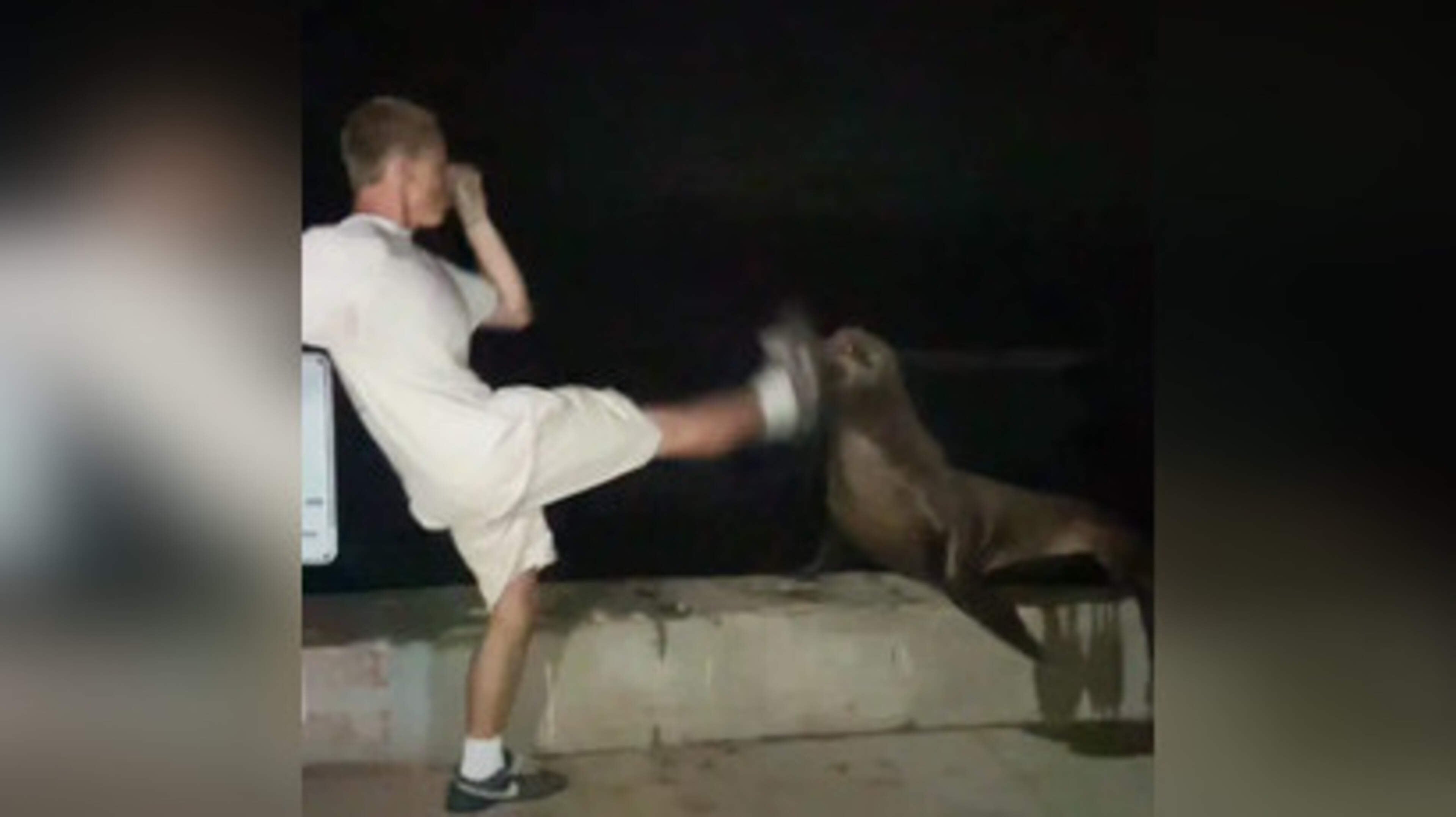 Teen thug copied Conor McGregor rival during senseless attack on sea lion
