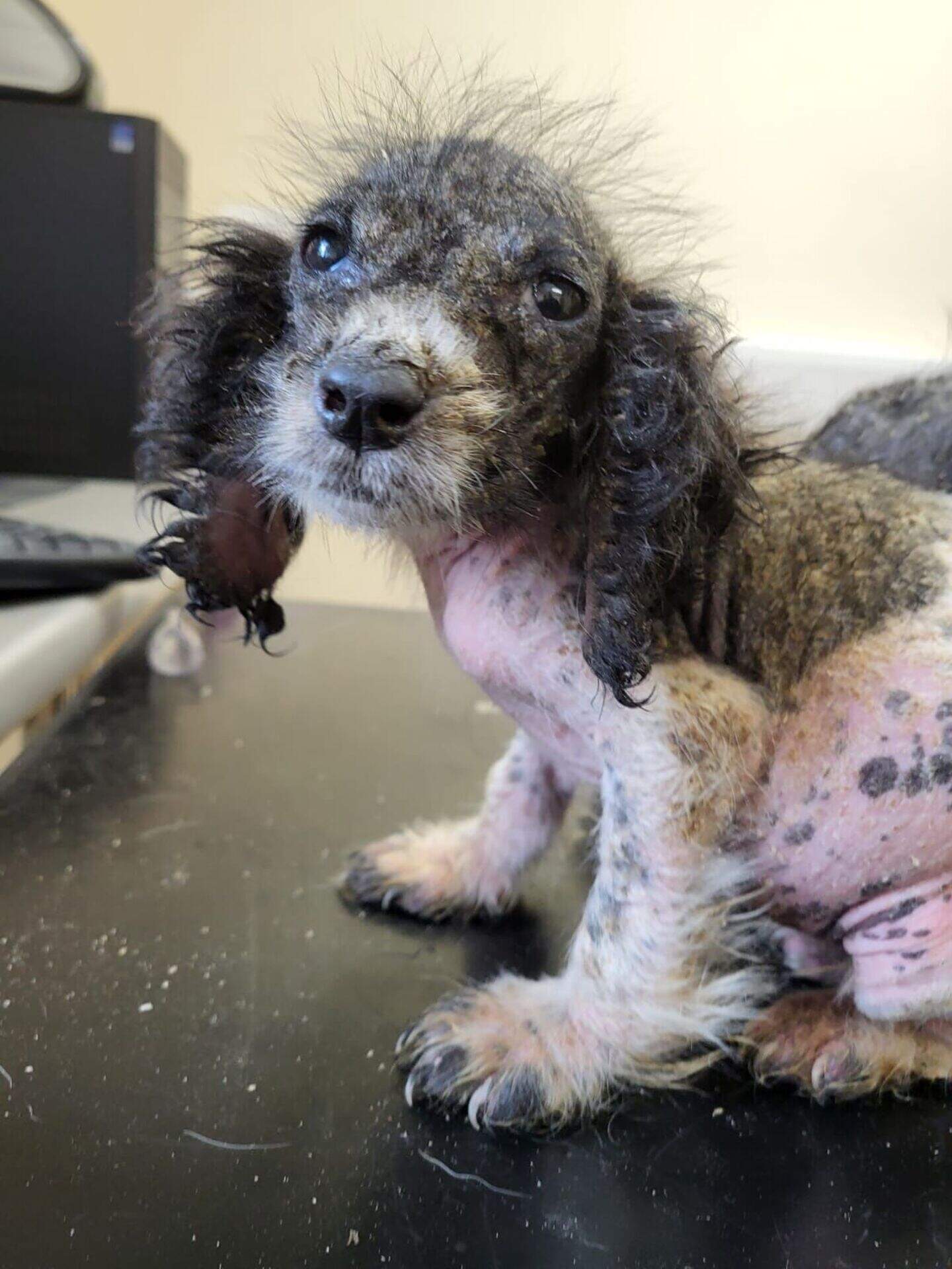 Wexford Society of Prevention of Cruelty to Animals rescued puppies ...