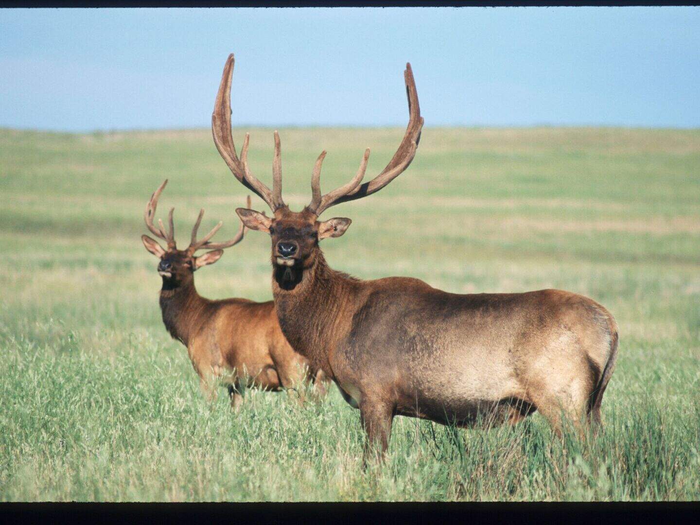 ‘Zombie’ deer disease confirmed at Yellowstone National Park | Crime World