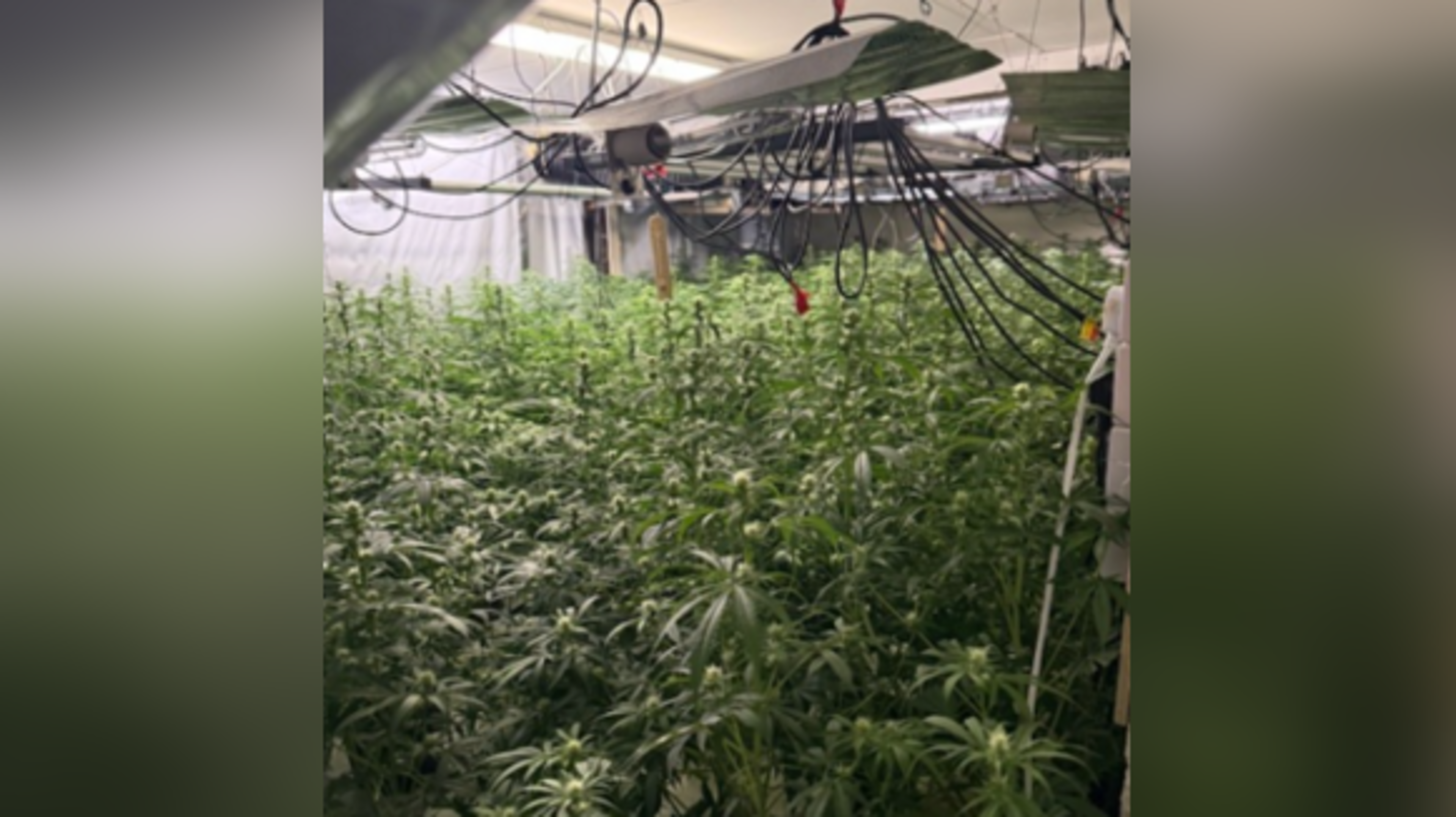 ‘Gardeners’ in sophisticated cannabis growhouse jailed for three-and-a-half years