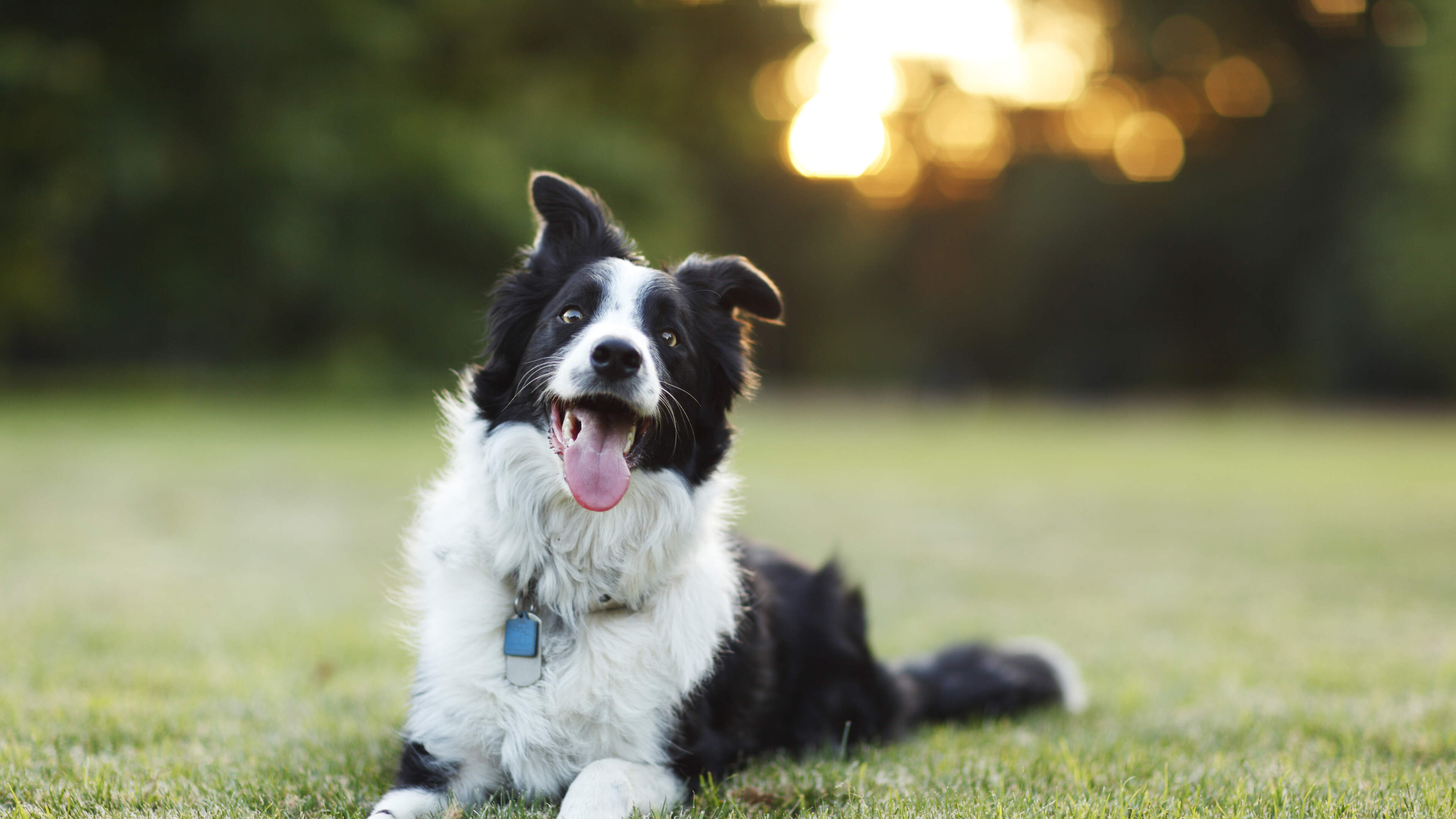Woman who refused to get vet treatment for her dog sentenced to 80 hours community service