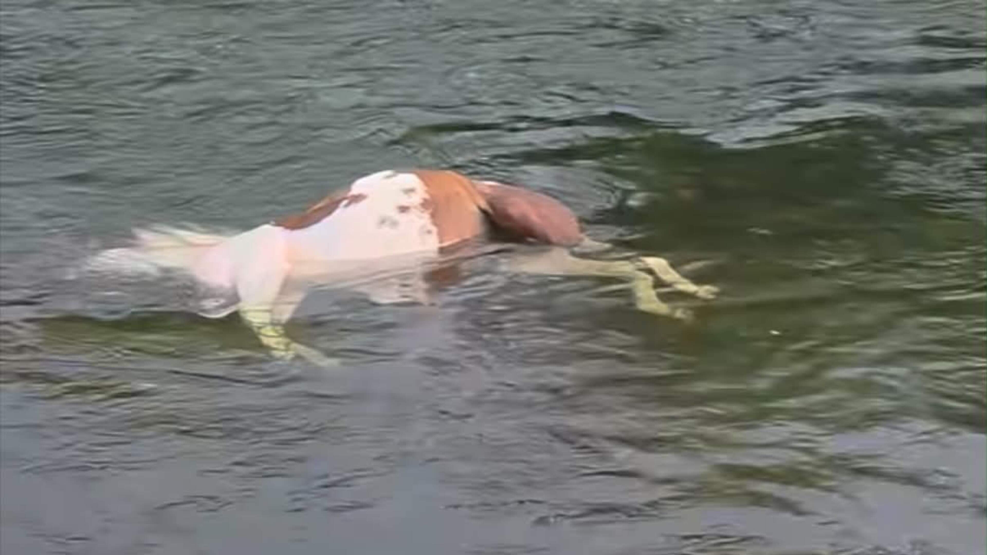 Gardai investigate ‘barbaric’ animal cruelty after dead horse dumped in river