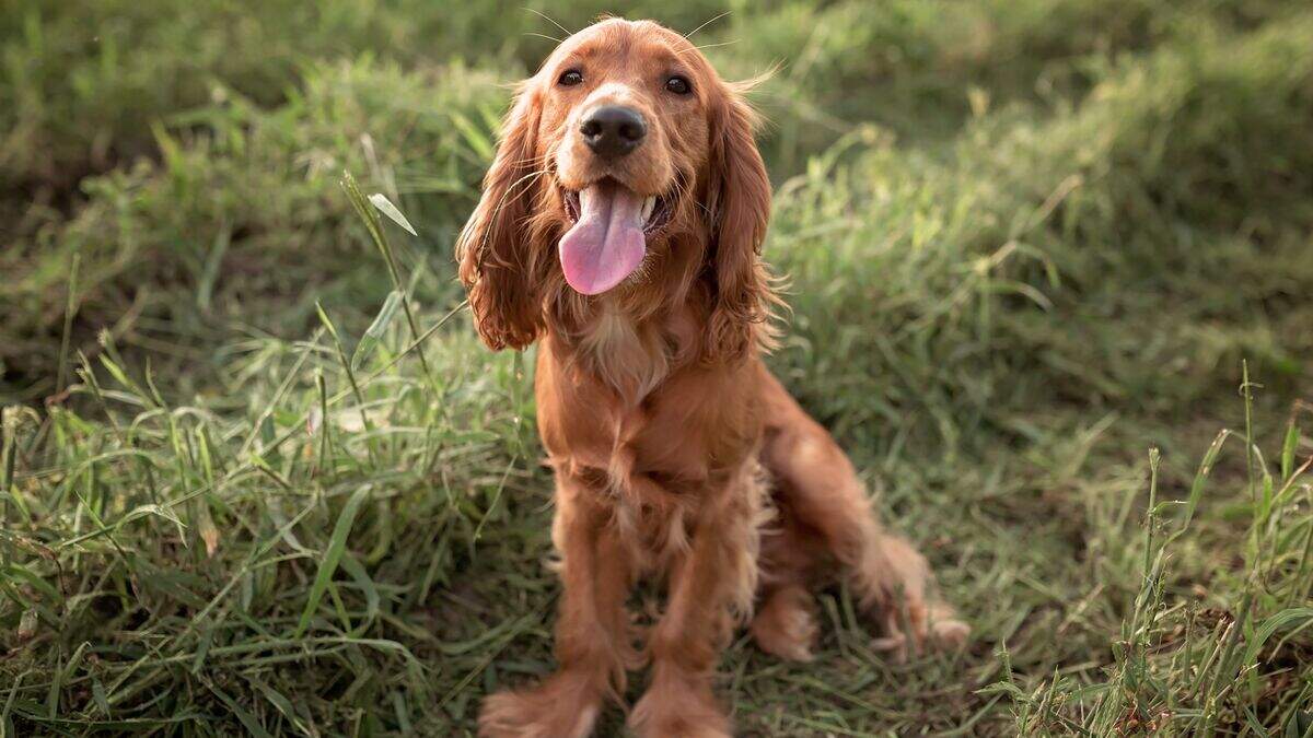 Dog rescue charity begins new campaign to ‘free’ banged-up cocker ...
