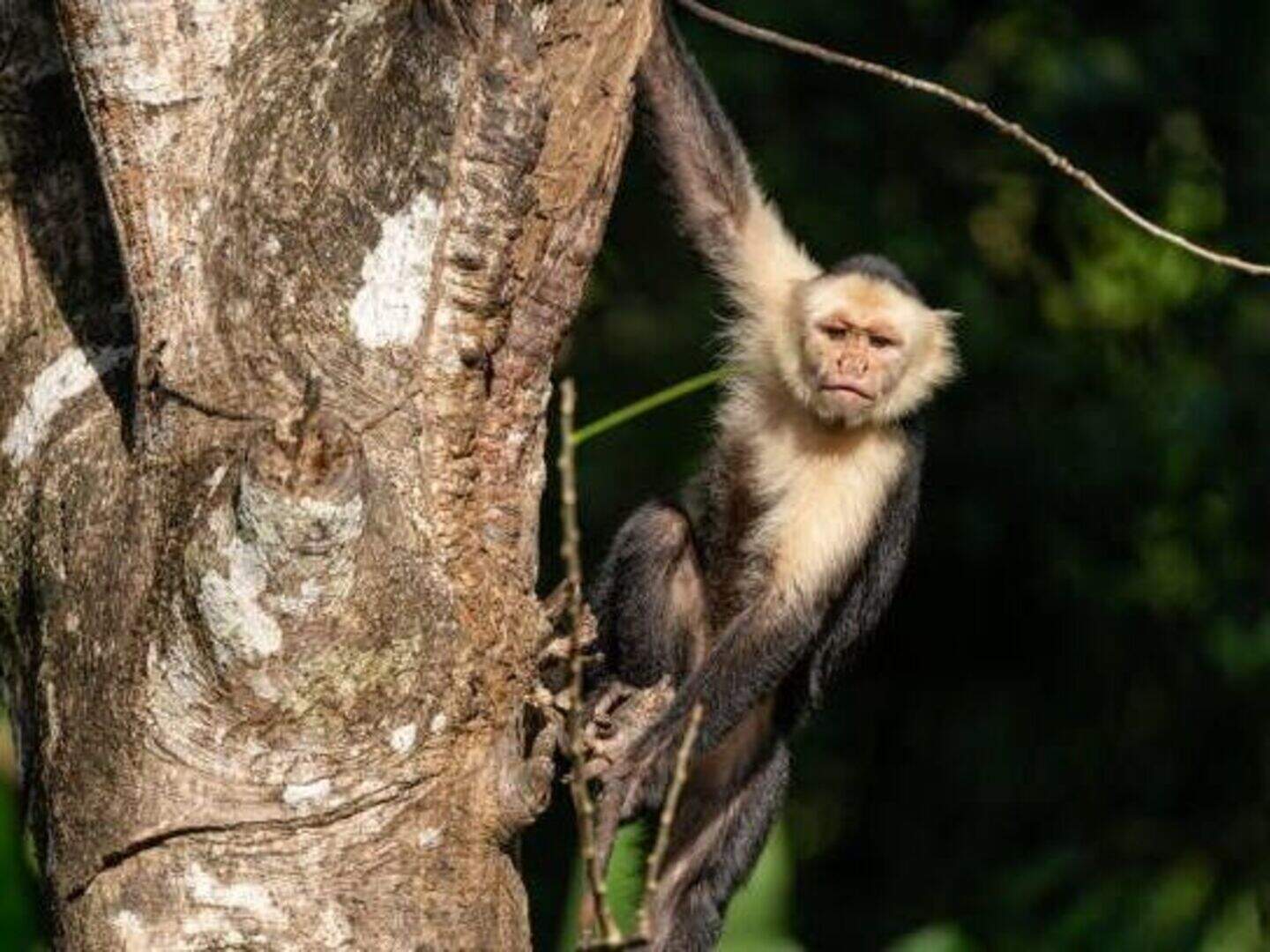 Capuchin monkey the 'size of a tom cat' on the loose in Wicklow | Crime ...