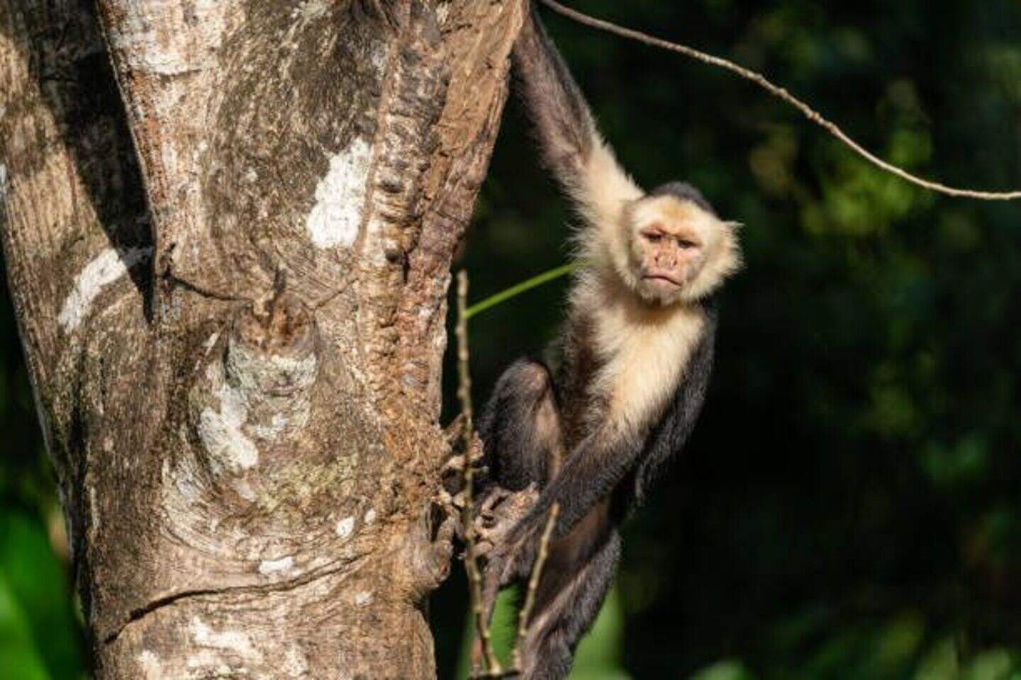 Capuchin monkey the 'size of a tom cat' on the loose in Wicklow | Crime ...