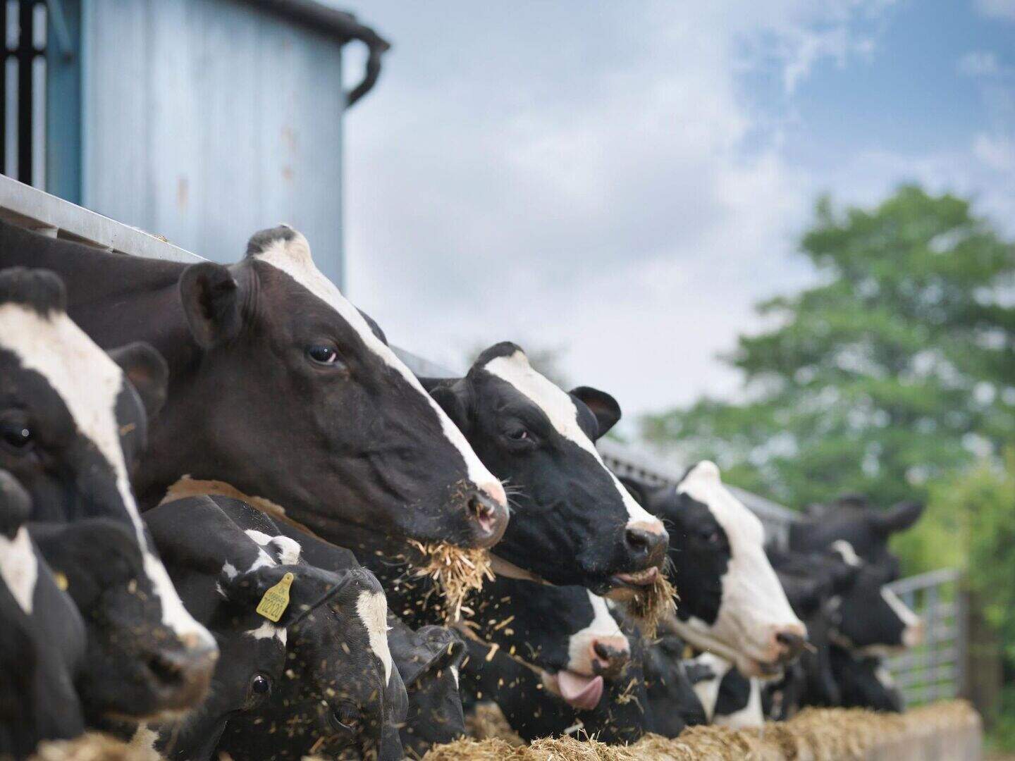 Sire Advice: Irish farmers can use 'Tinder' app to match their cows ...