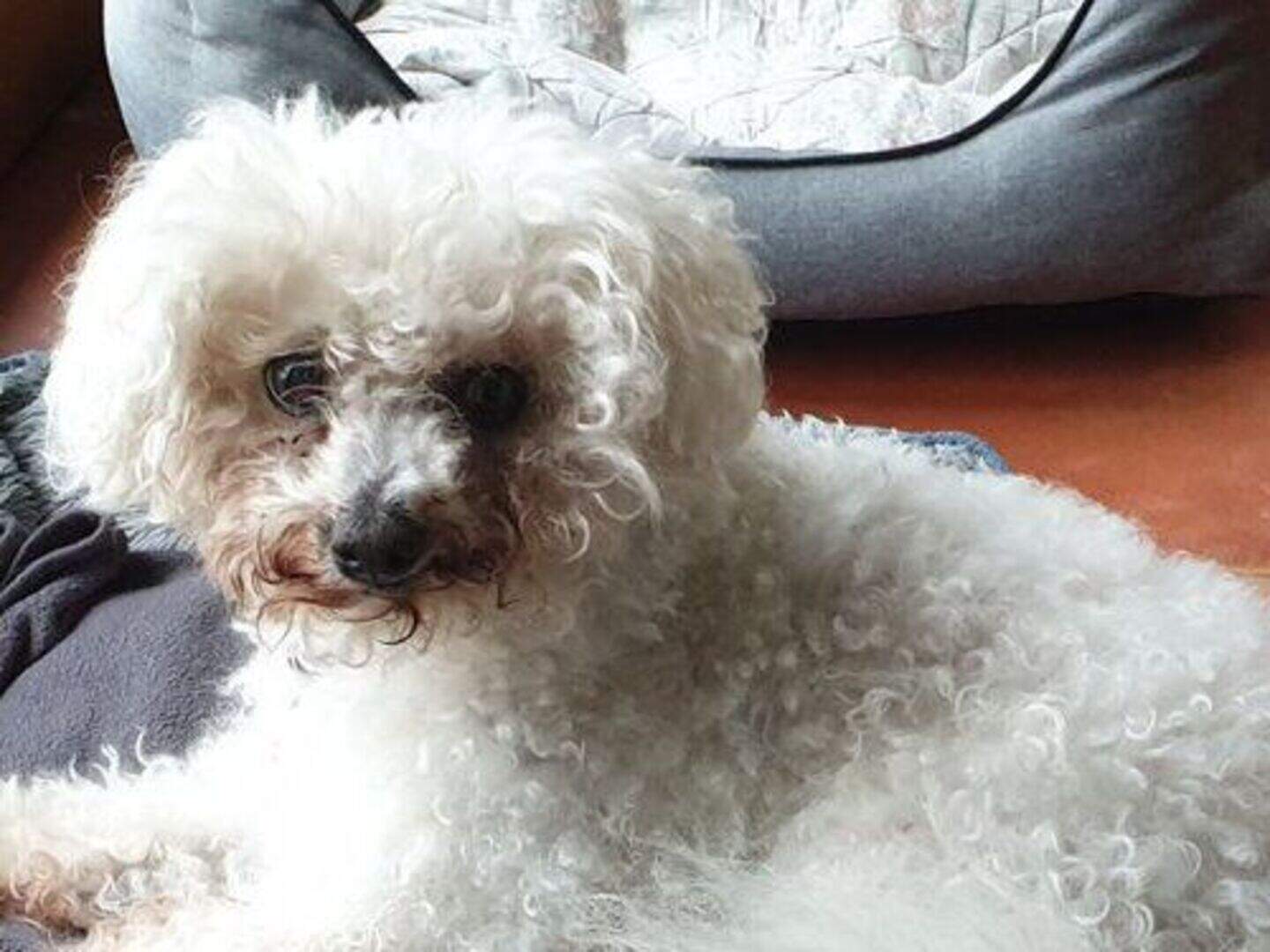 Celeb chef Neven Maguire 'heartbroken' after his beloved dog Benji is ...