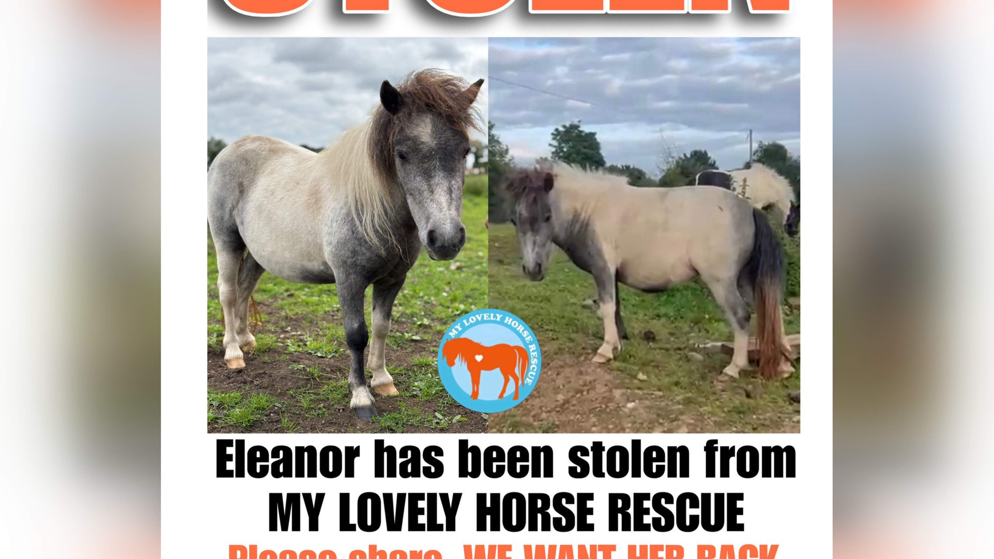 Animal charity searching for stolen pony reveals shocking abuse and threats they have received