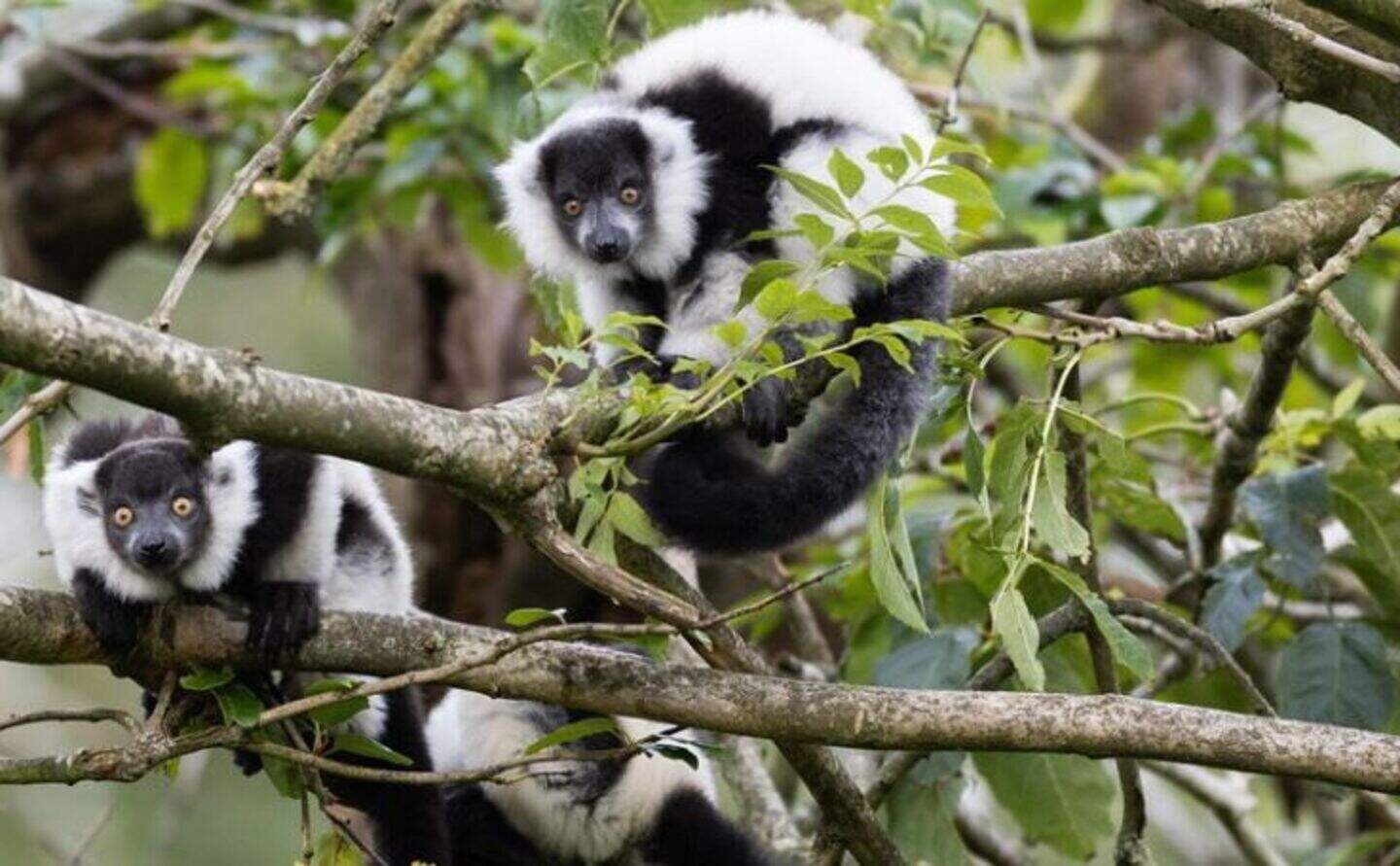 Fota Wildlife Park celebrates endangered lemurs' birth – and wants you ...
