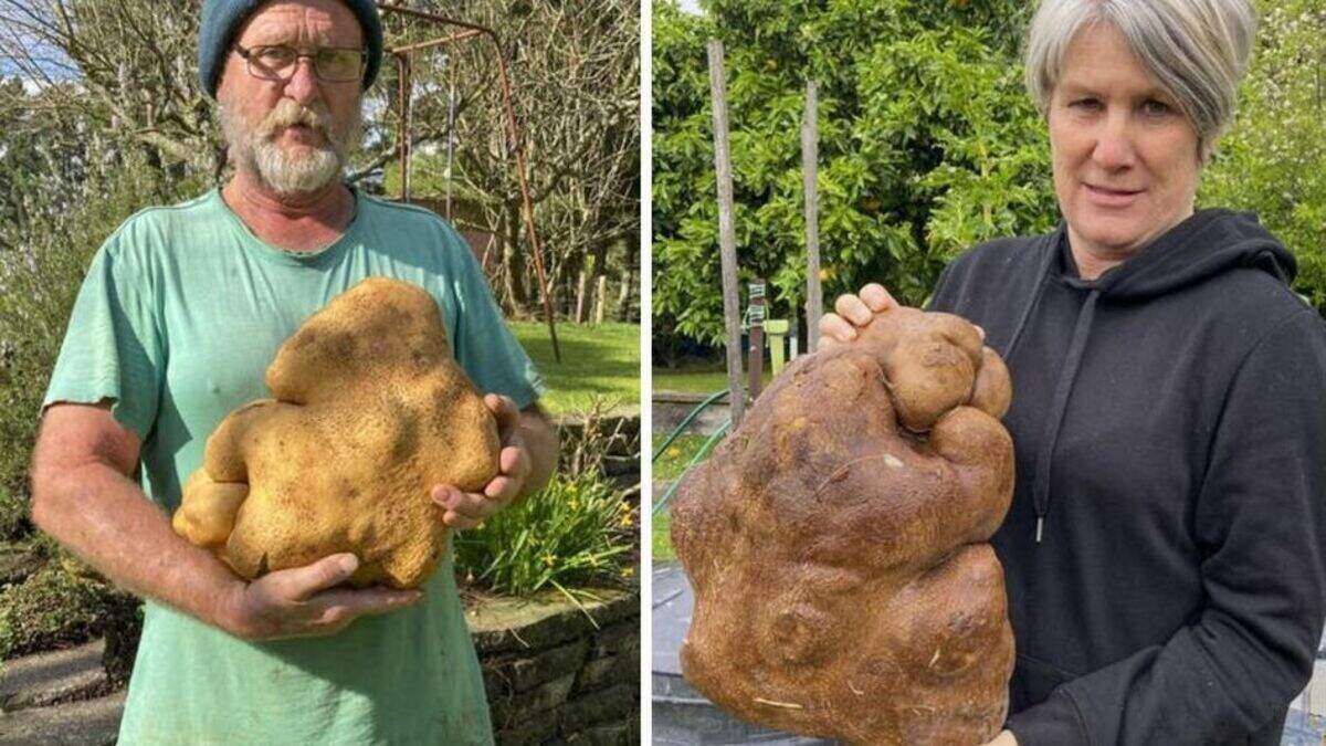 'World’s largest potato' under scrutiny as super spud set for DNA ...