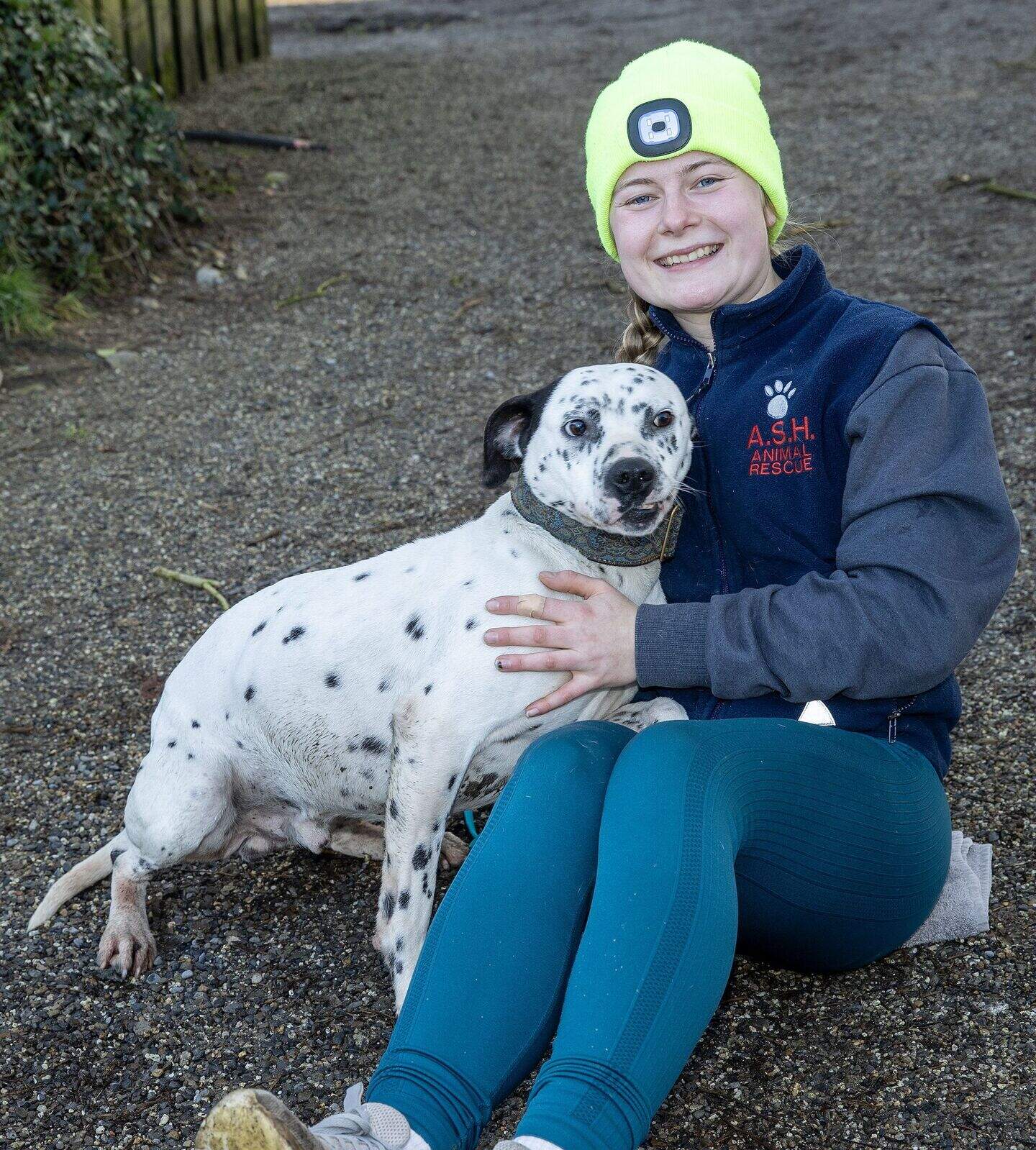 Ash Animal Sanctuary: 40 rescued dogs at Wicklow sanctuary seeking ...