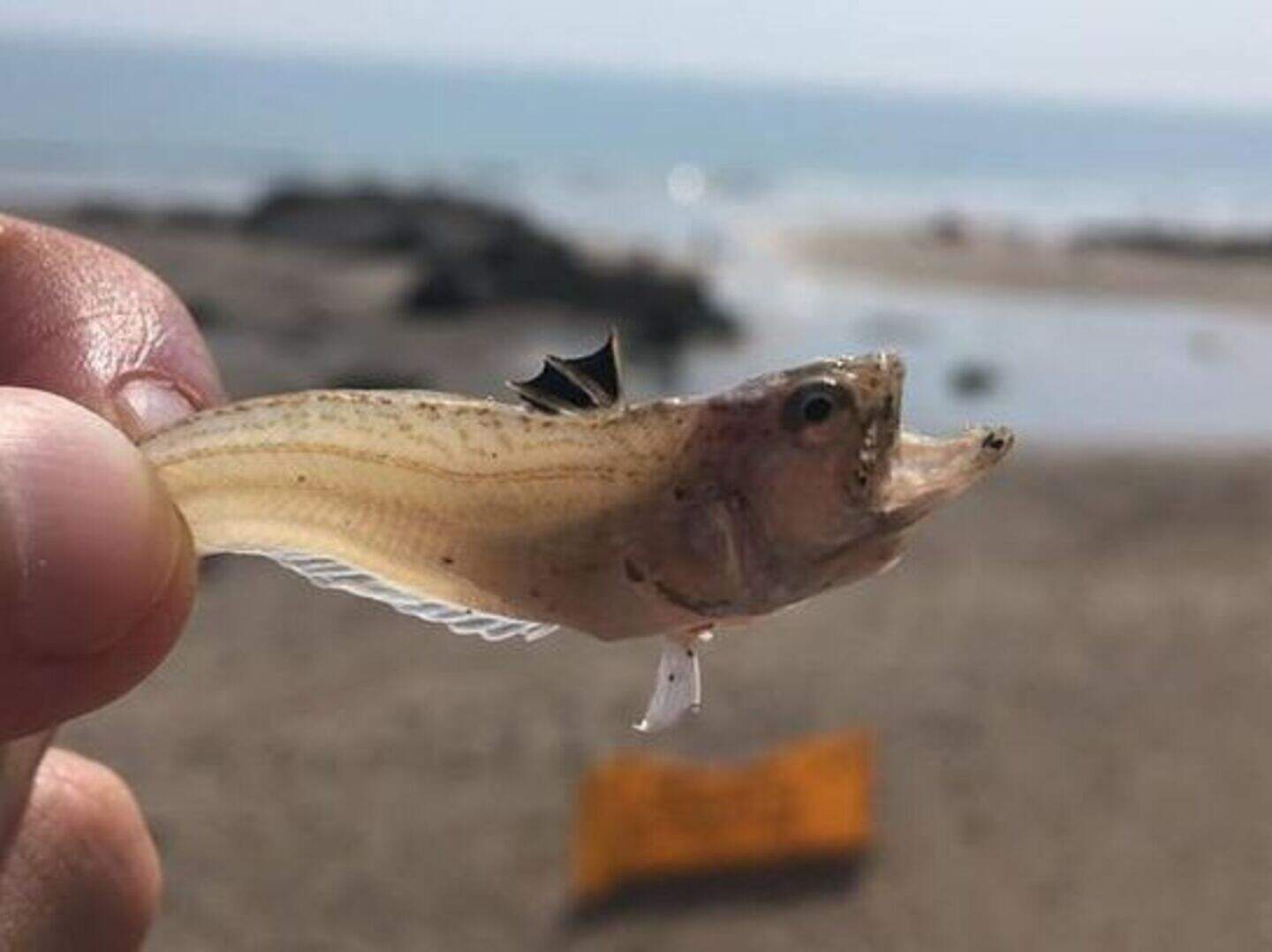 Joe Duffy stung by weever fish on Dublin beach | Crime World