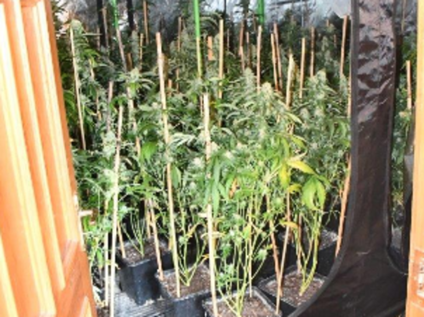 Man (30s) arrested and €56,060 worth of cannabis seized in Roscommon ...