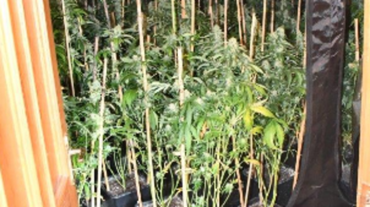 Man (30s) arrested and €56,060 worth of cannabis seized in Roscommon ...