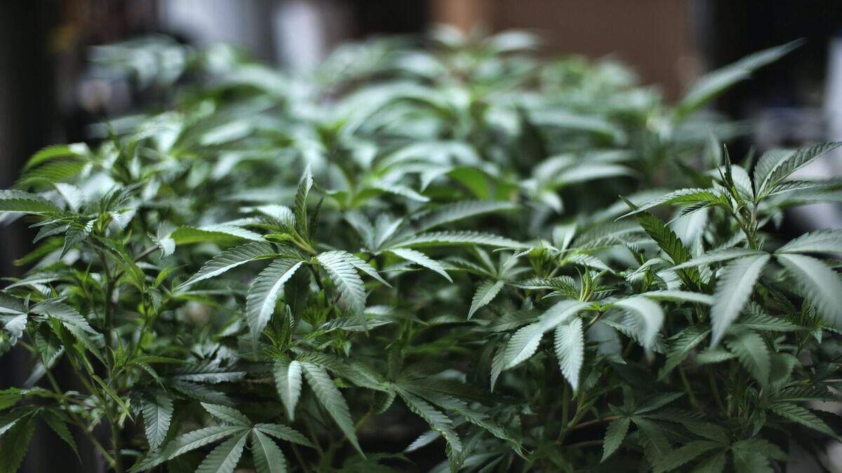 House of Representatives votes to decriminalise marijuana in US | Crime ...