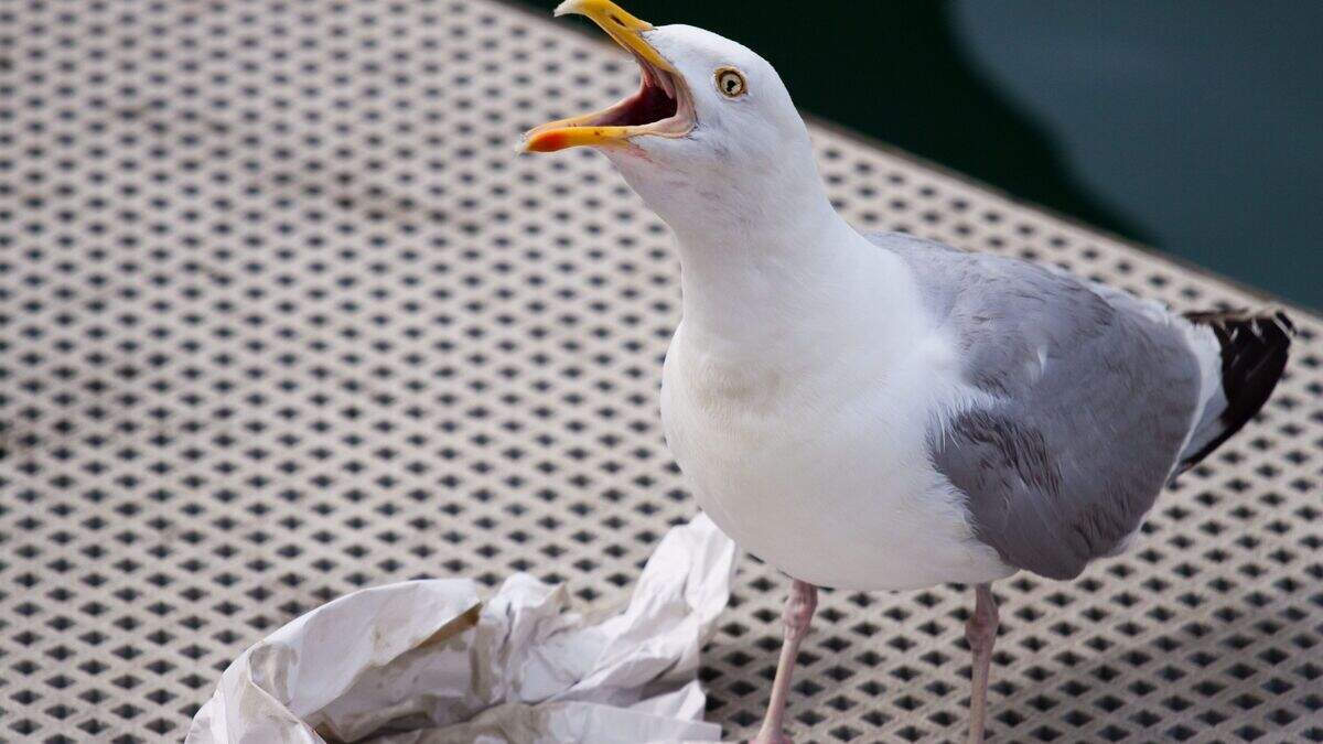 Dublin workman (47) injured after fleeing from seagull attack settles € ...