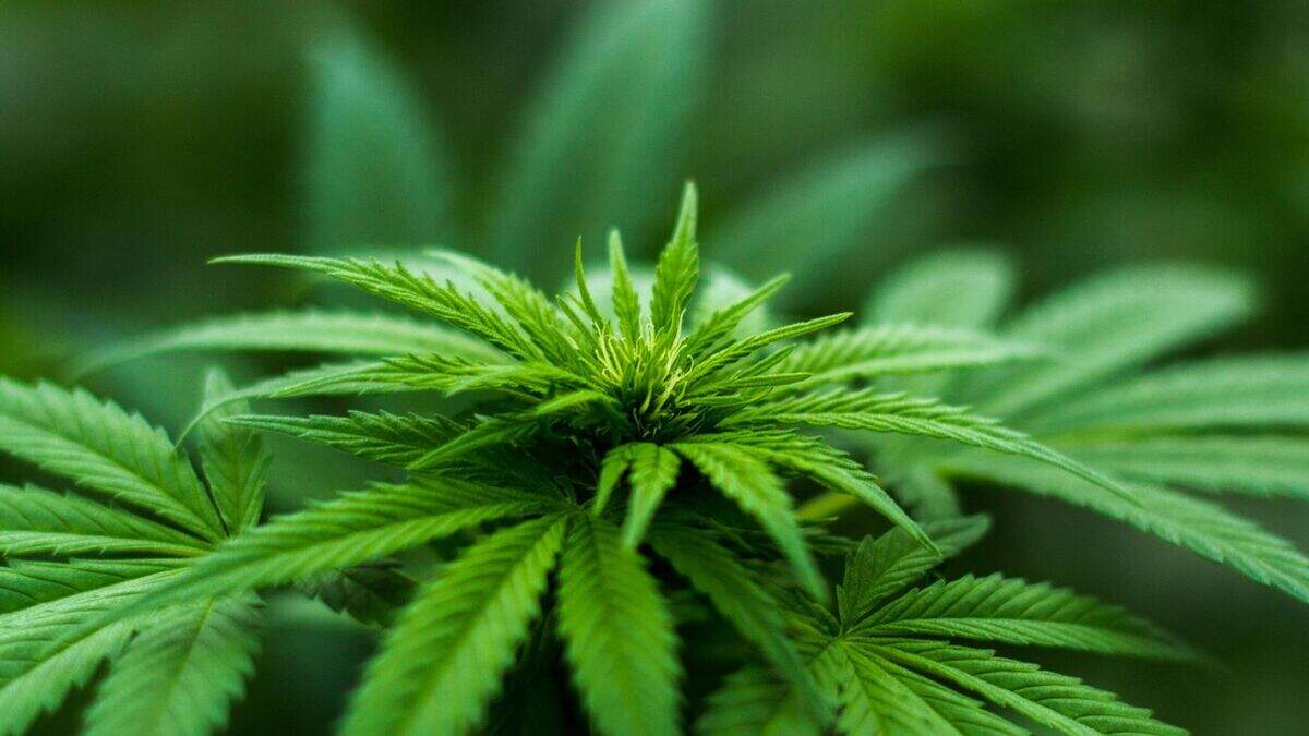 Man (60) jailed after €10k worth of cannabis seized | Crime World