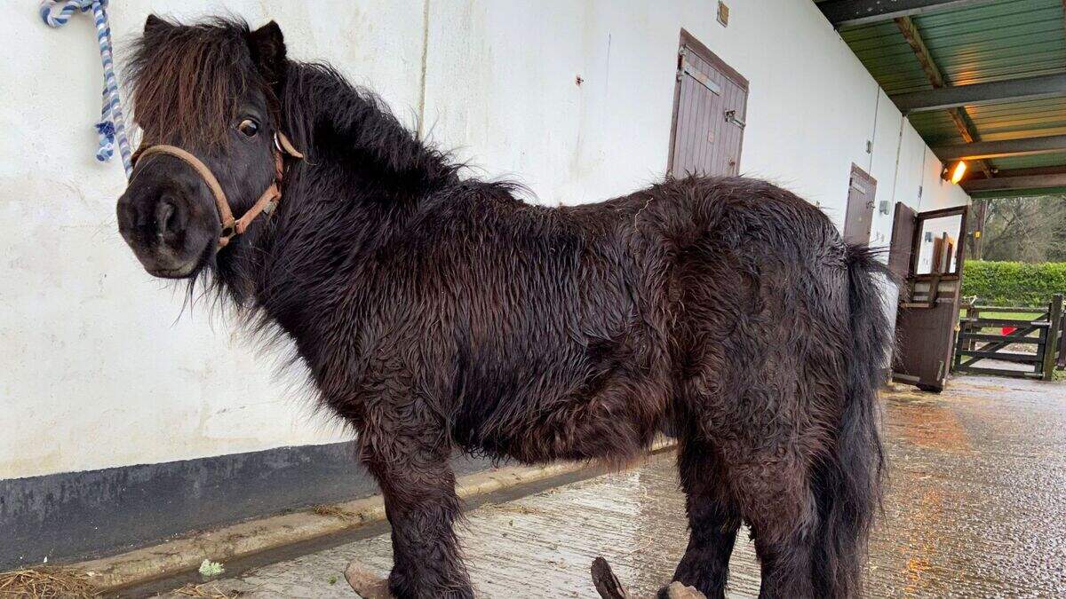 Offaly man fined for pleading guilty to animal cruelty after his pony ...