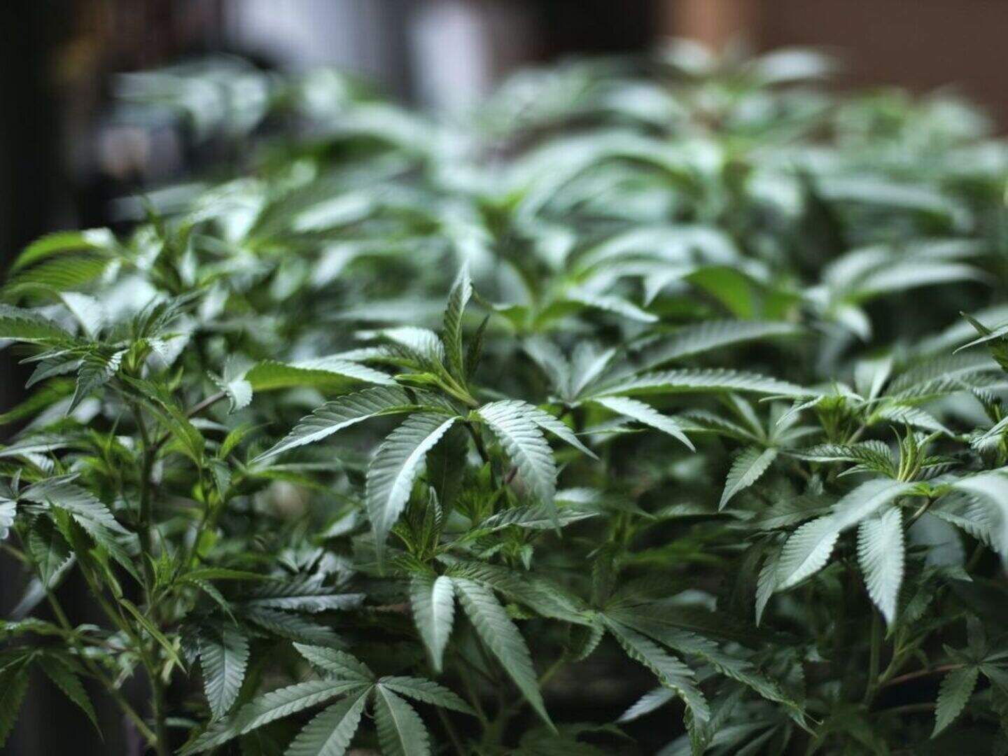 Man (20s) charged as 126 ‘mature’ cannabis plants worth €100k seized in ...