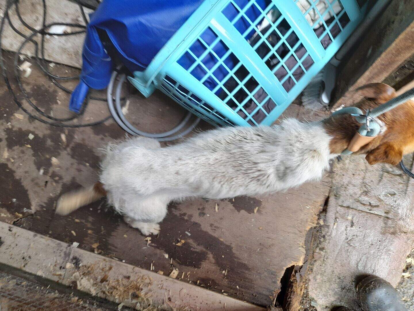 Man convicted of animal cruelty has prison sentence increased after ...
