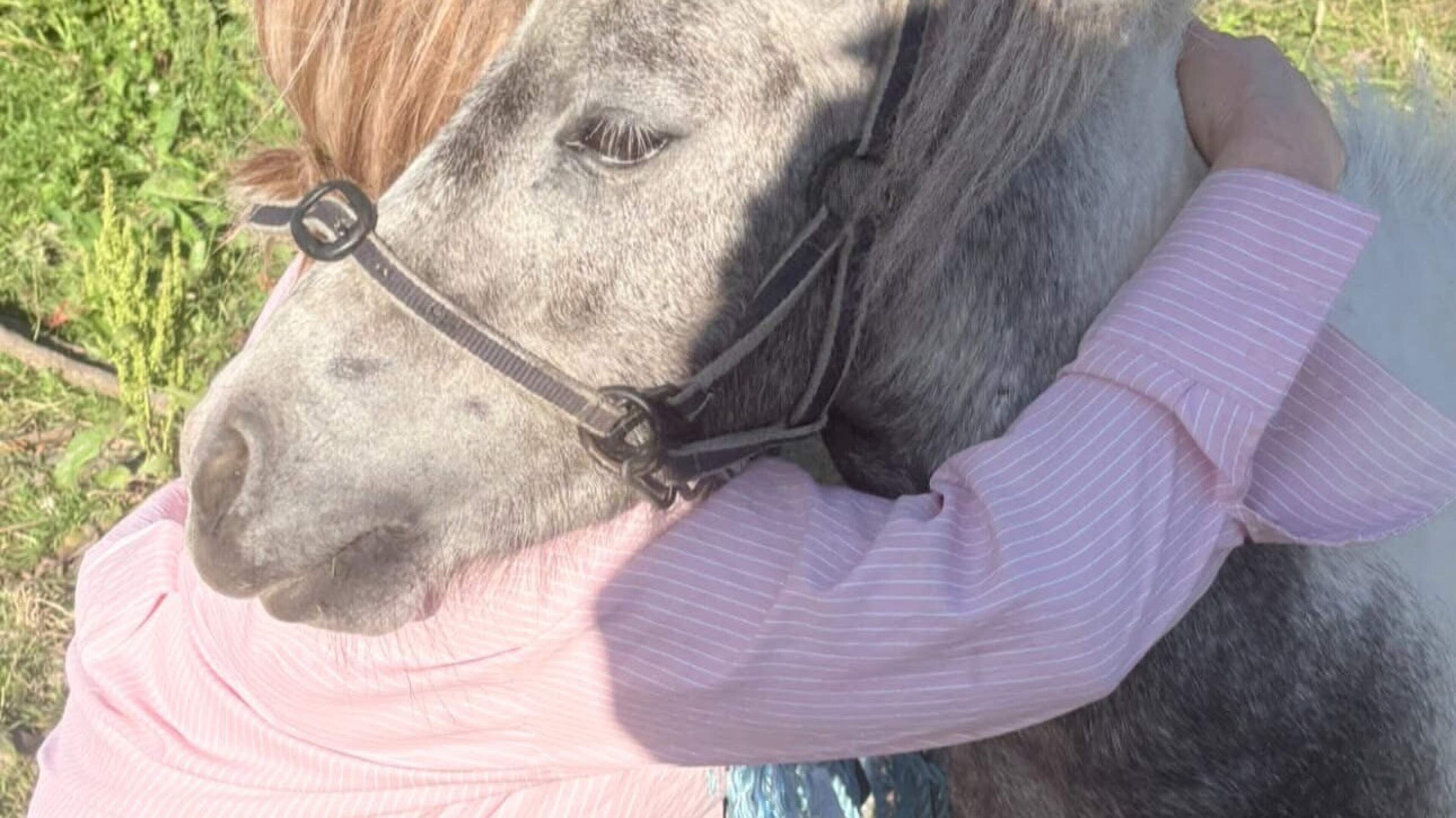 Pony stolen from animal rescue charity month ago is found safe and sound
